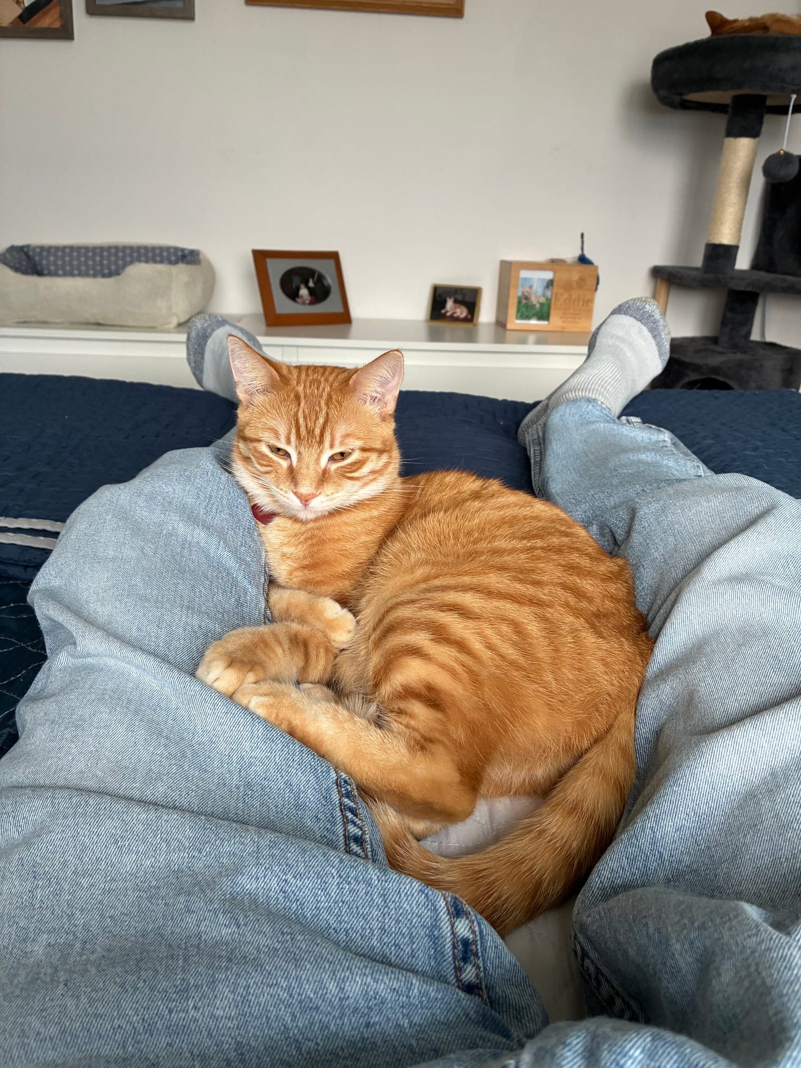 Petspiration Spotlight: Holly