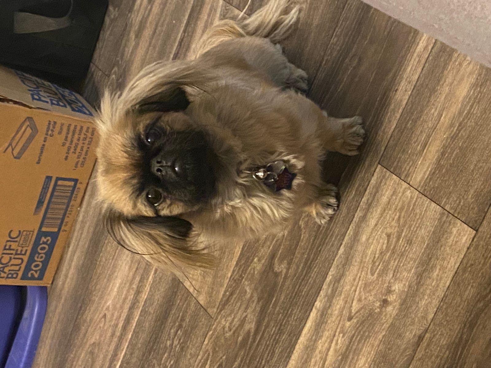 Petspiration Spotlight: Kay Hooper