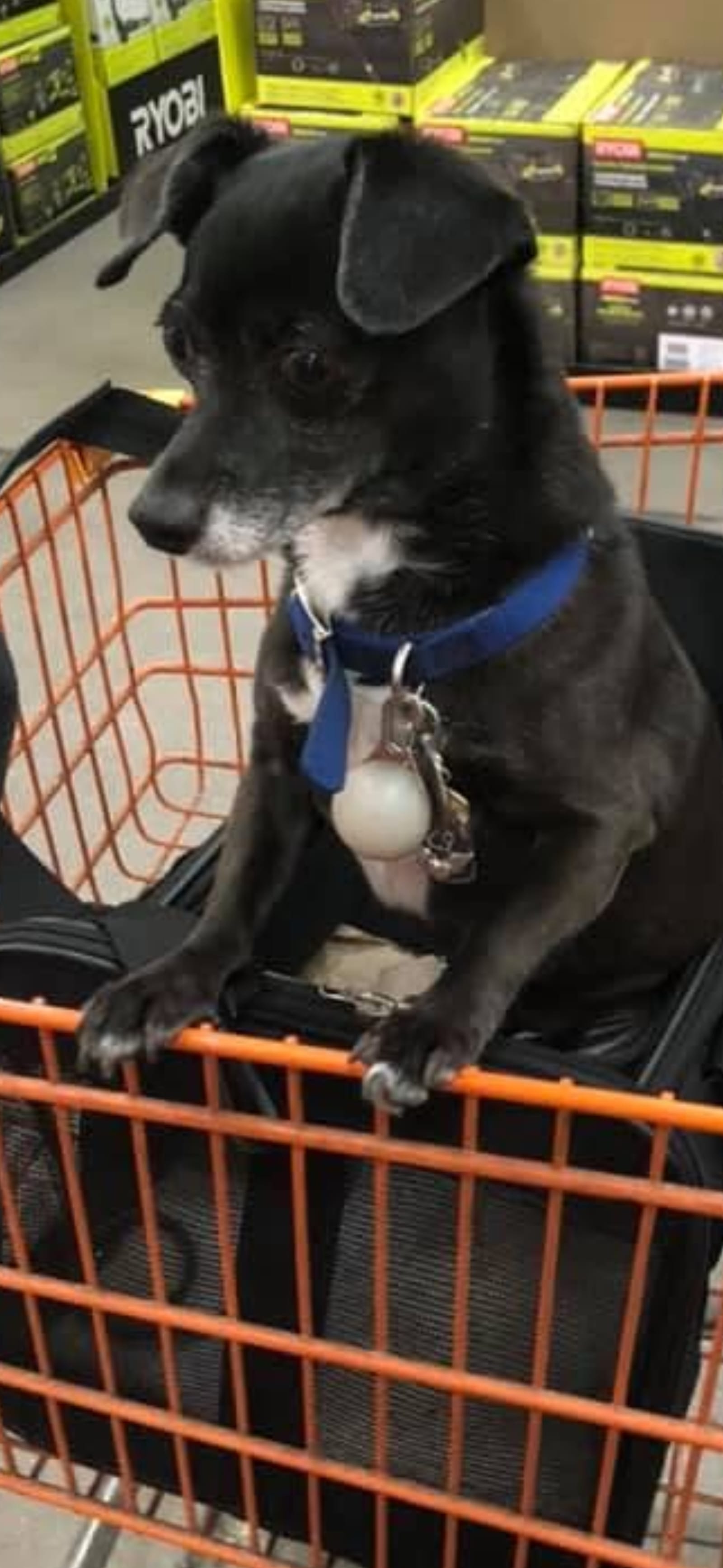 Petspiration Spotlight: Hopper