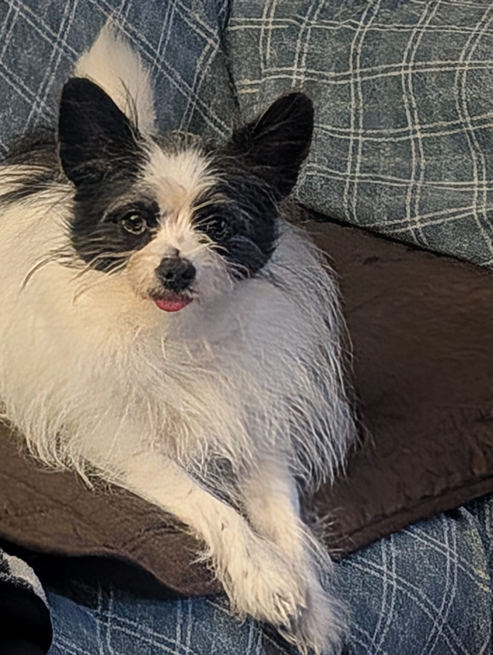 Petspiration Spotlight: Isabella