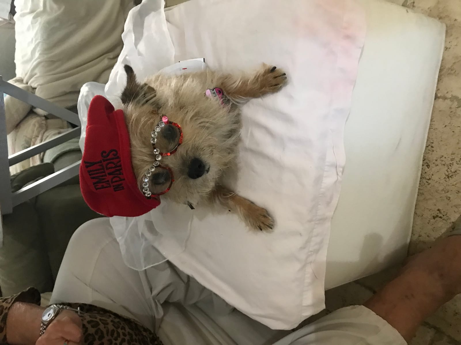 Petspiration Spotlight: Isabella