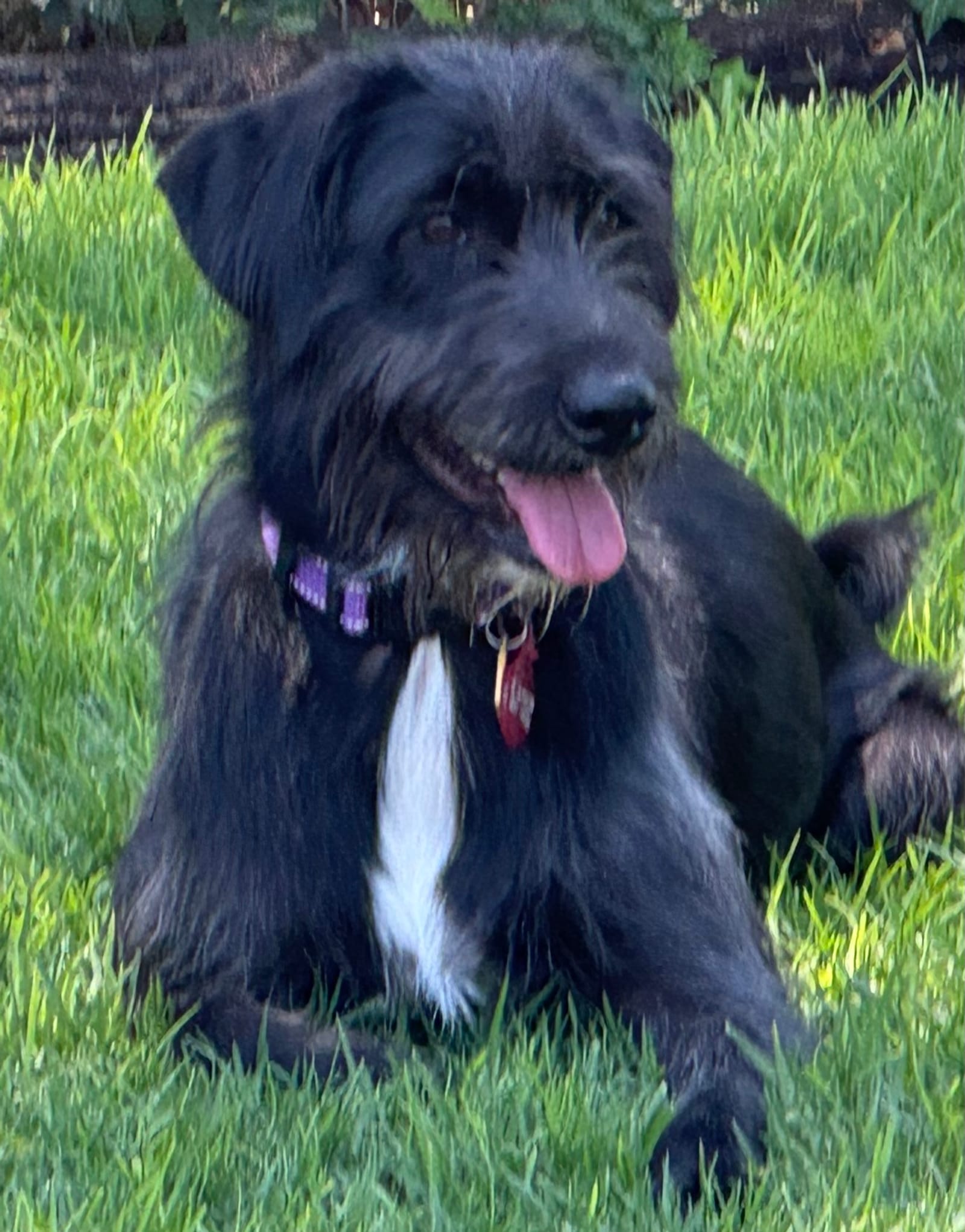 Petspiration Spotlight: IZZY