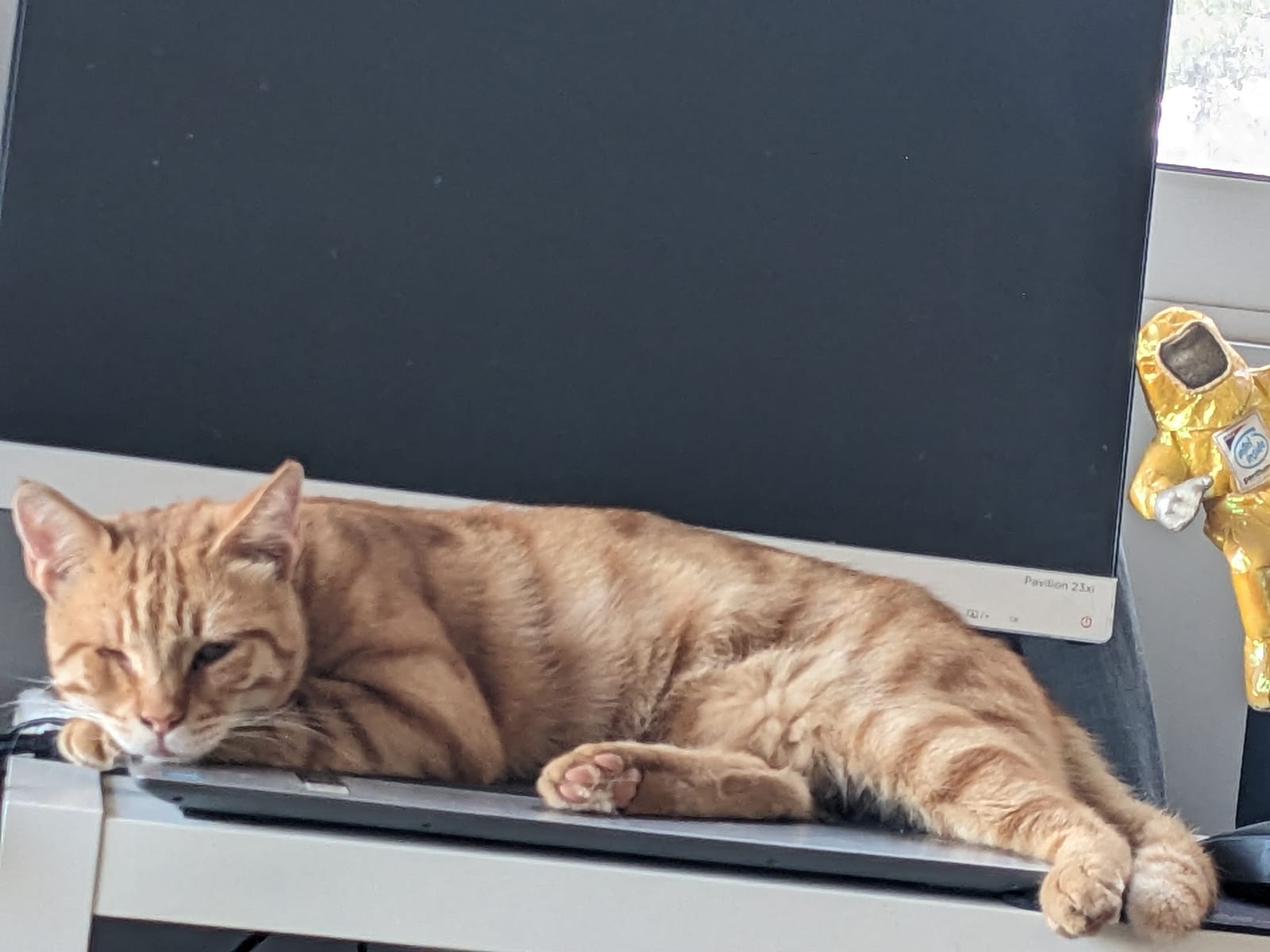 Petspiration Spotlight: Jack