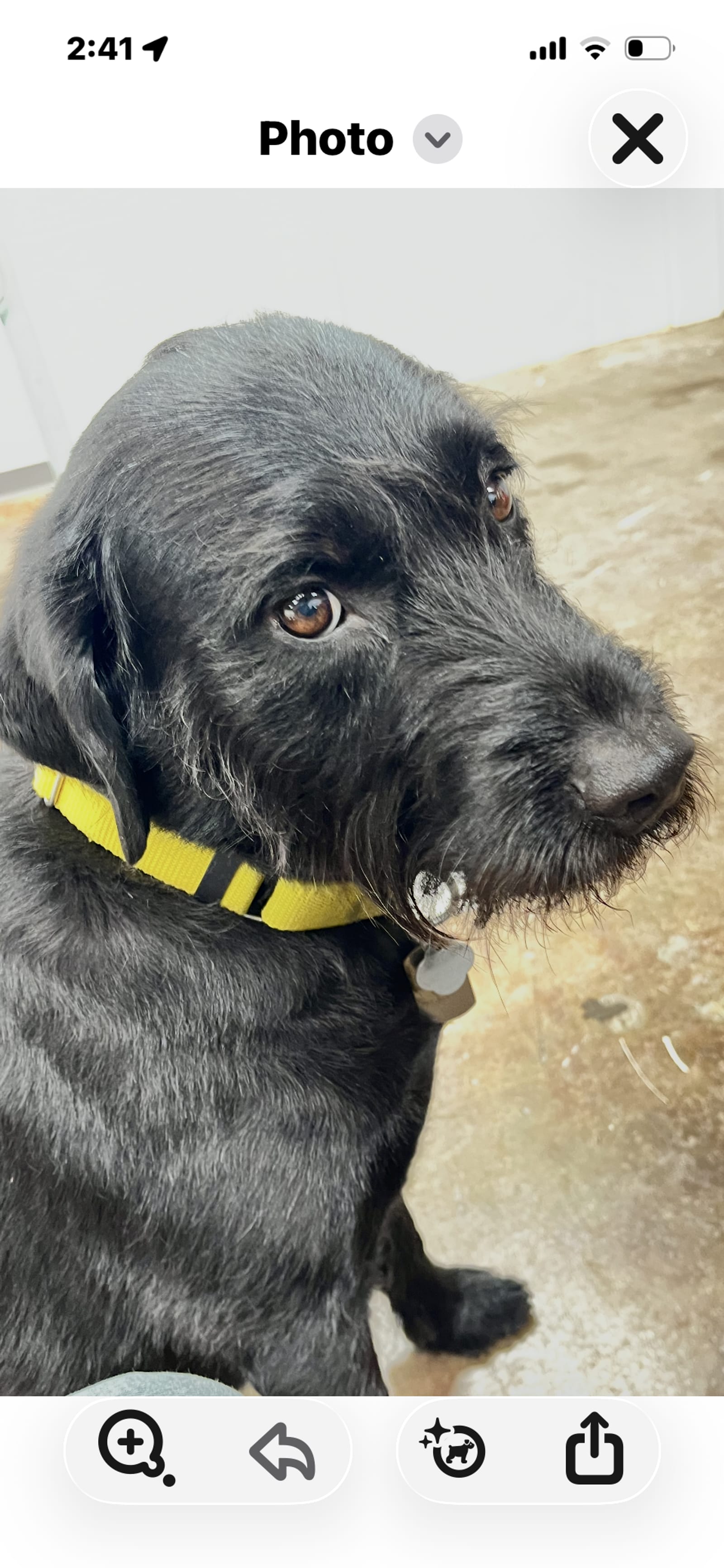 Petspiration Spotlight: Jackson