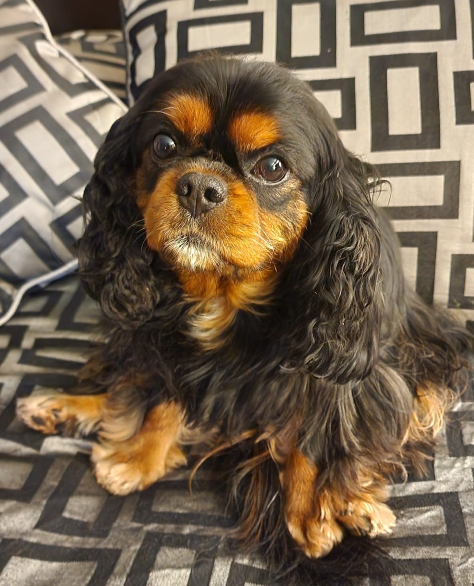 Petspiration Spotlight: Jagger