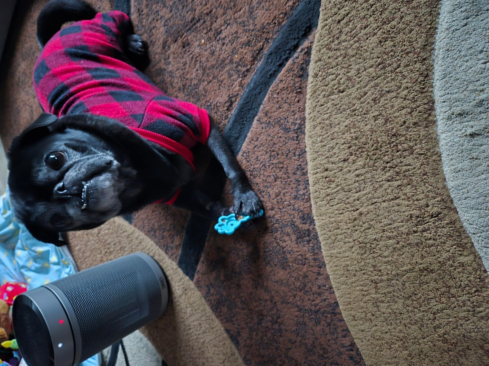 Petspiration Spotlight: Jaques Shadow