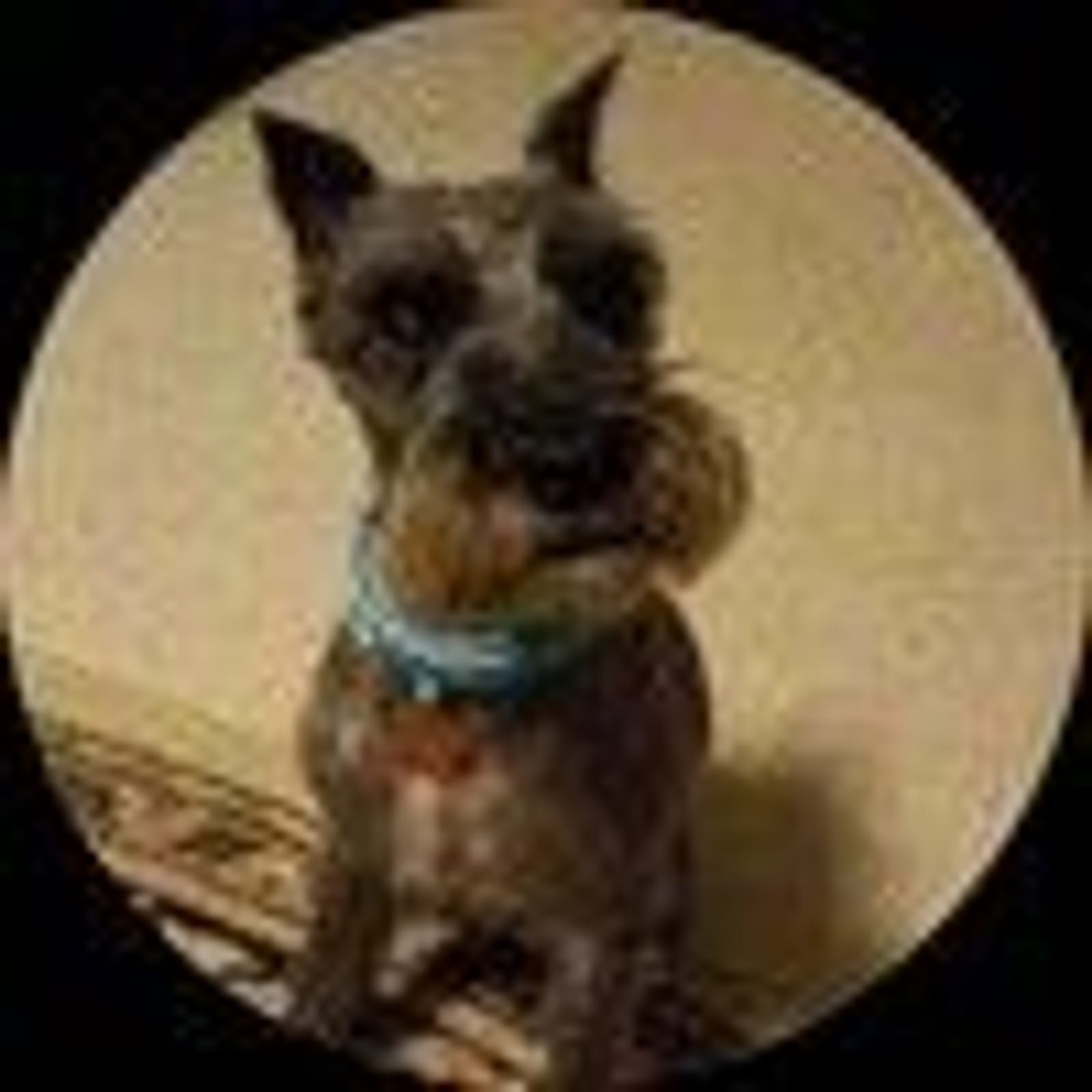 Petspiration Spotlight: Jasmine