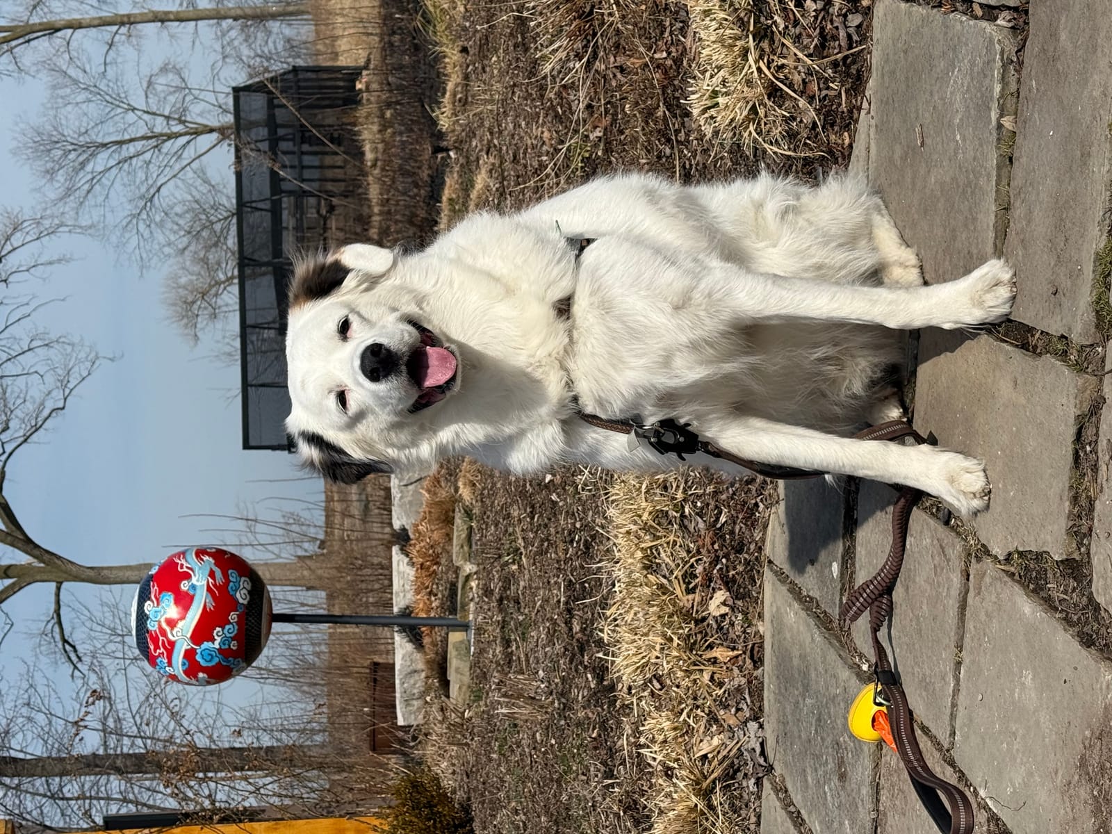 Petspiration Spotlight: Jasper