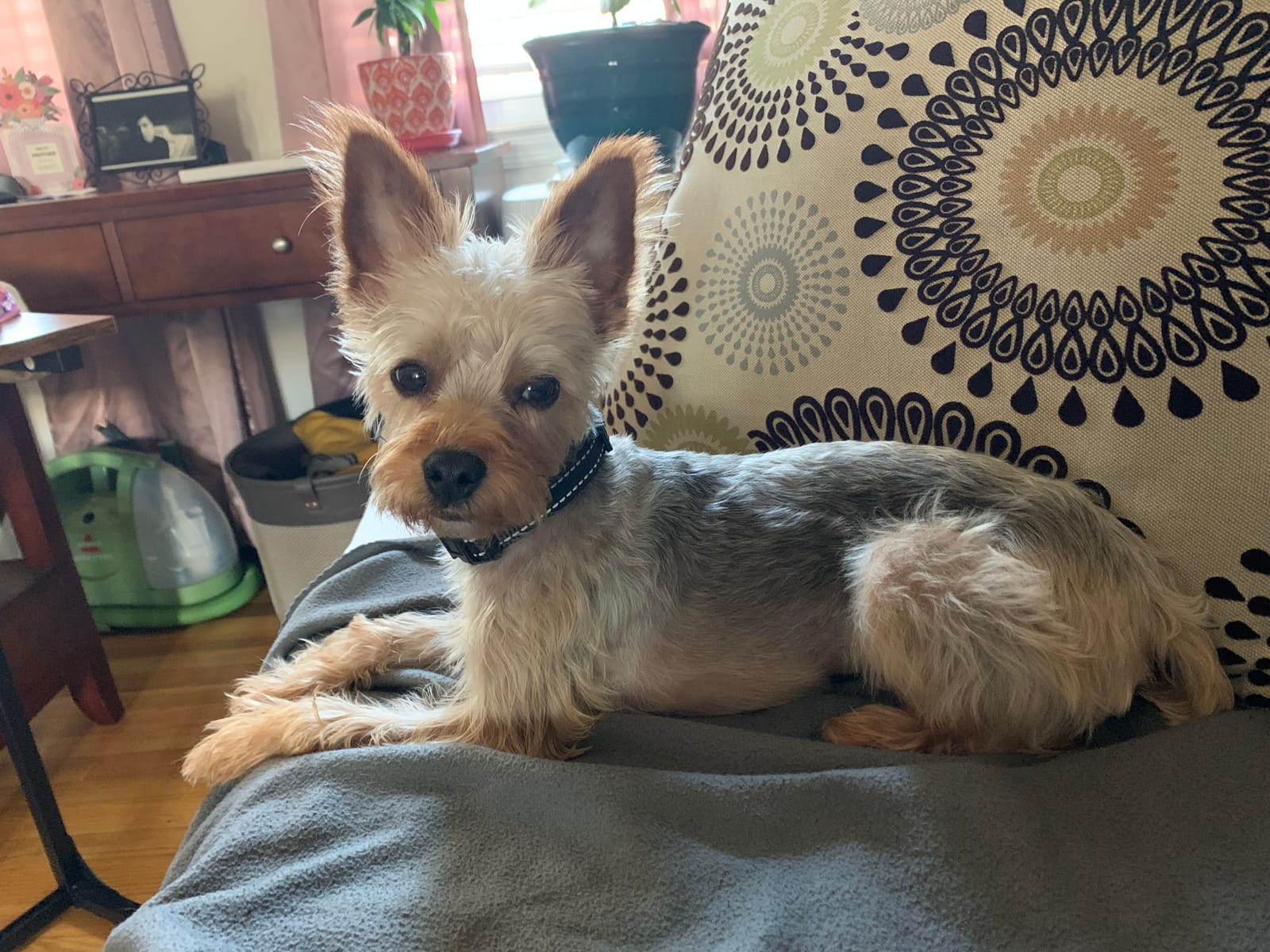 Petspiration Spotlight: Jaxon