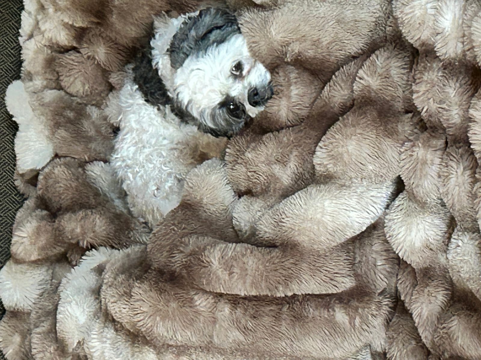 Petspiration Spotlight: Jaxson Rose