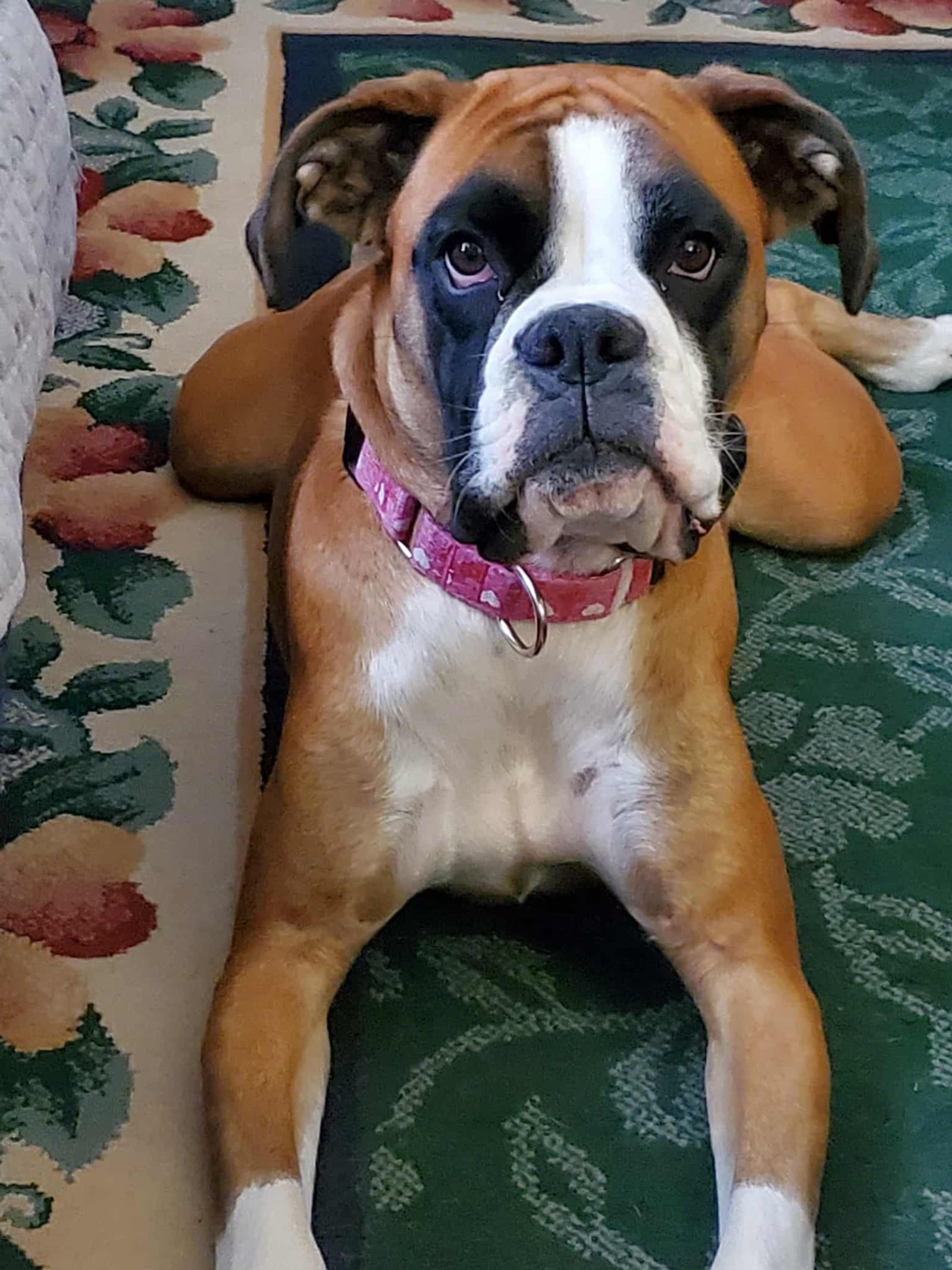 Petspiration Spotlight: Jelly Bean