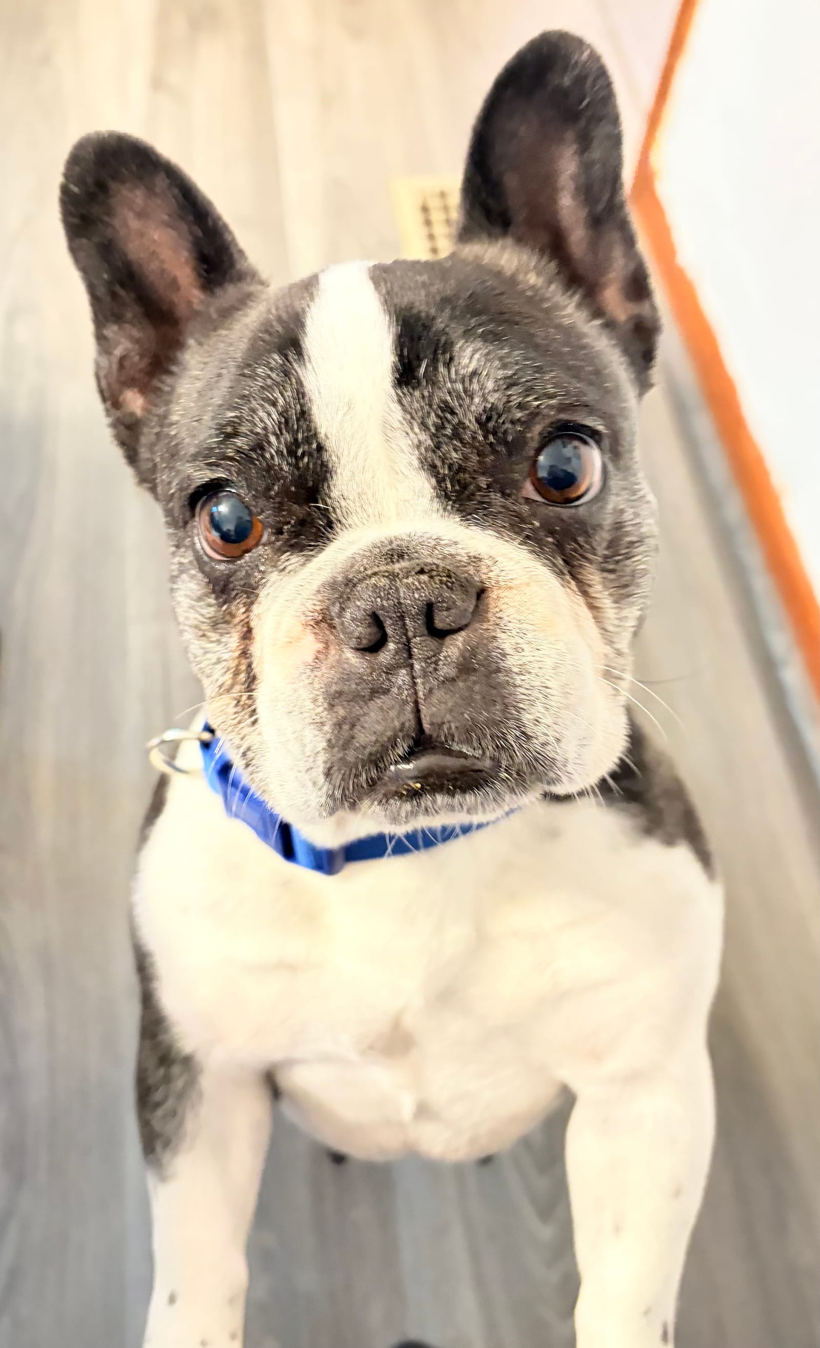 Petspiration Spotlight: Jenny