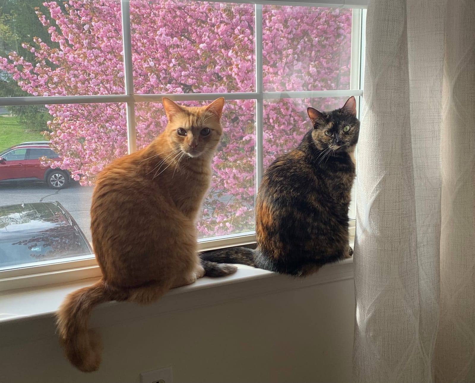 Petspiration Spotlight: Jerry and Bobbie