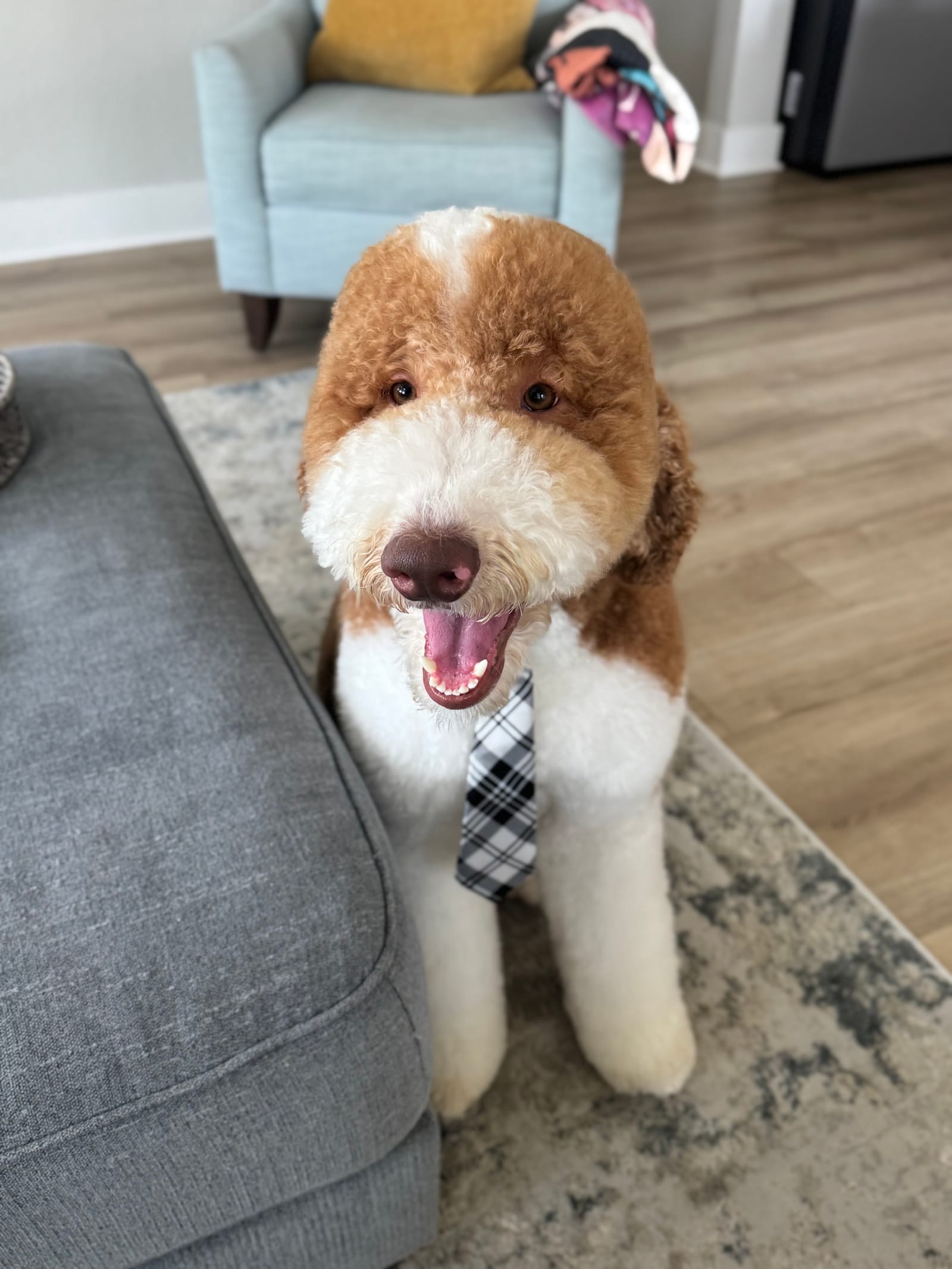 Petspiration Spotlight: Jersey