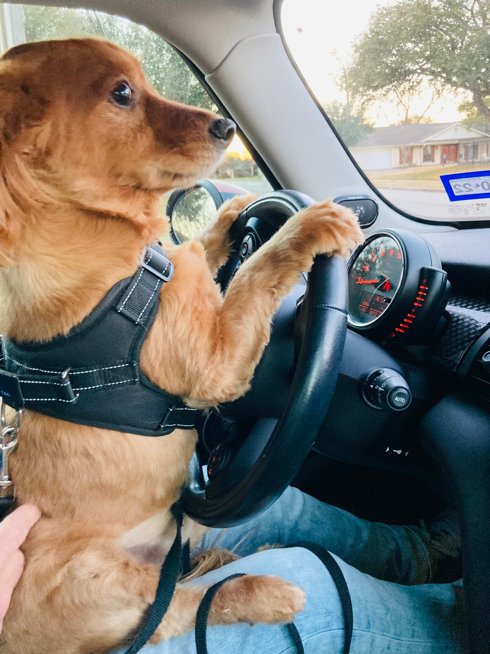 Petspiration Spotlight: Jesse