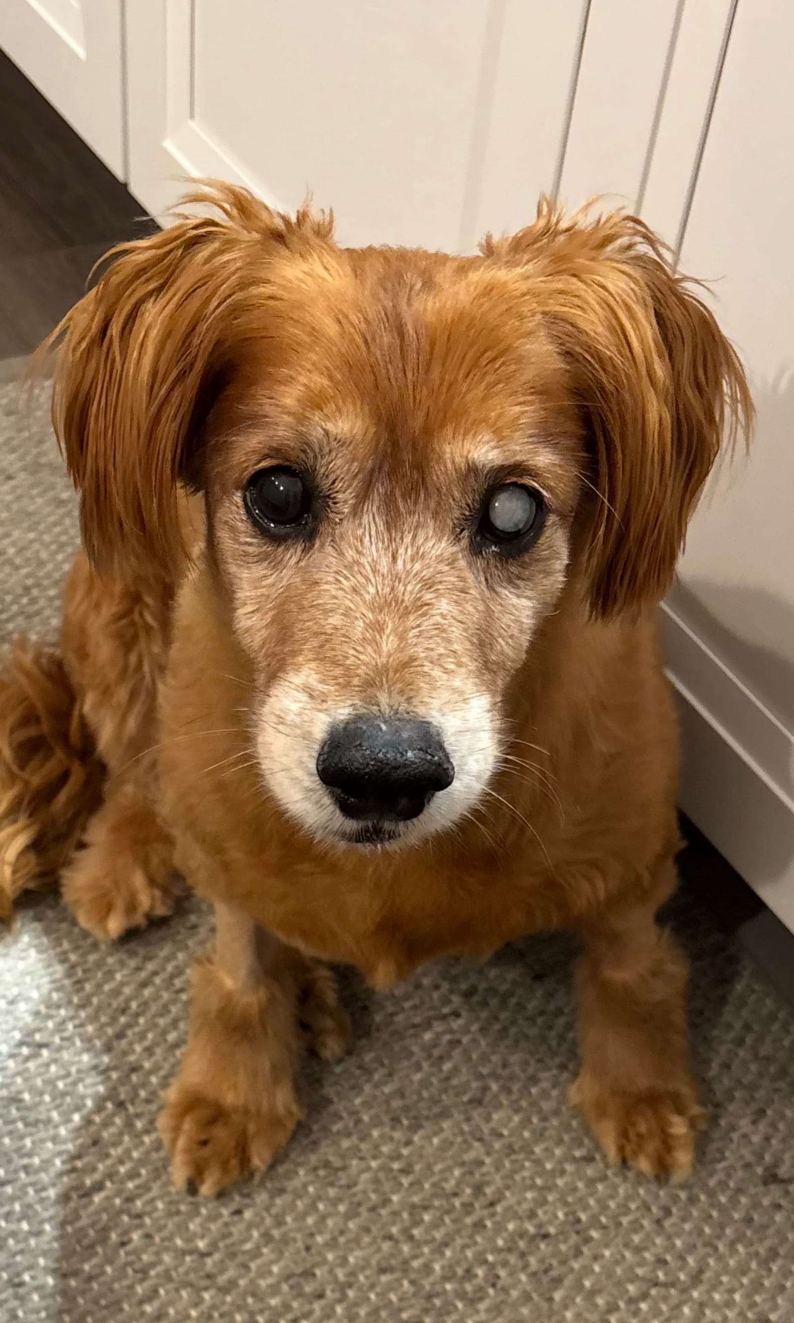 Petspiration Spotlight: Jesse