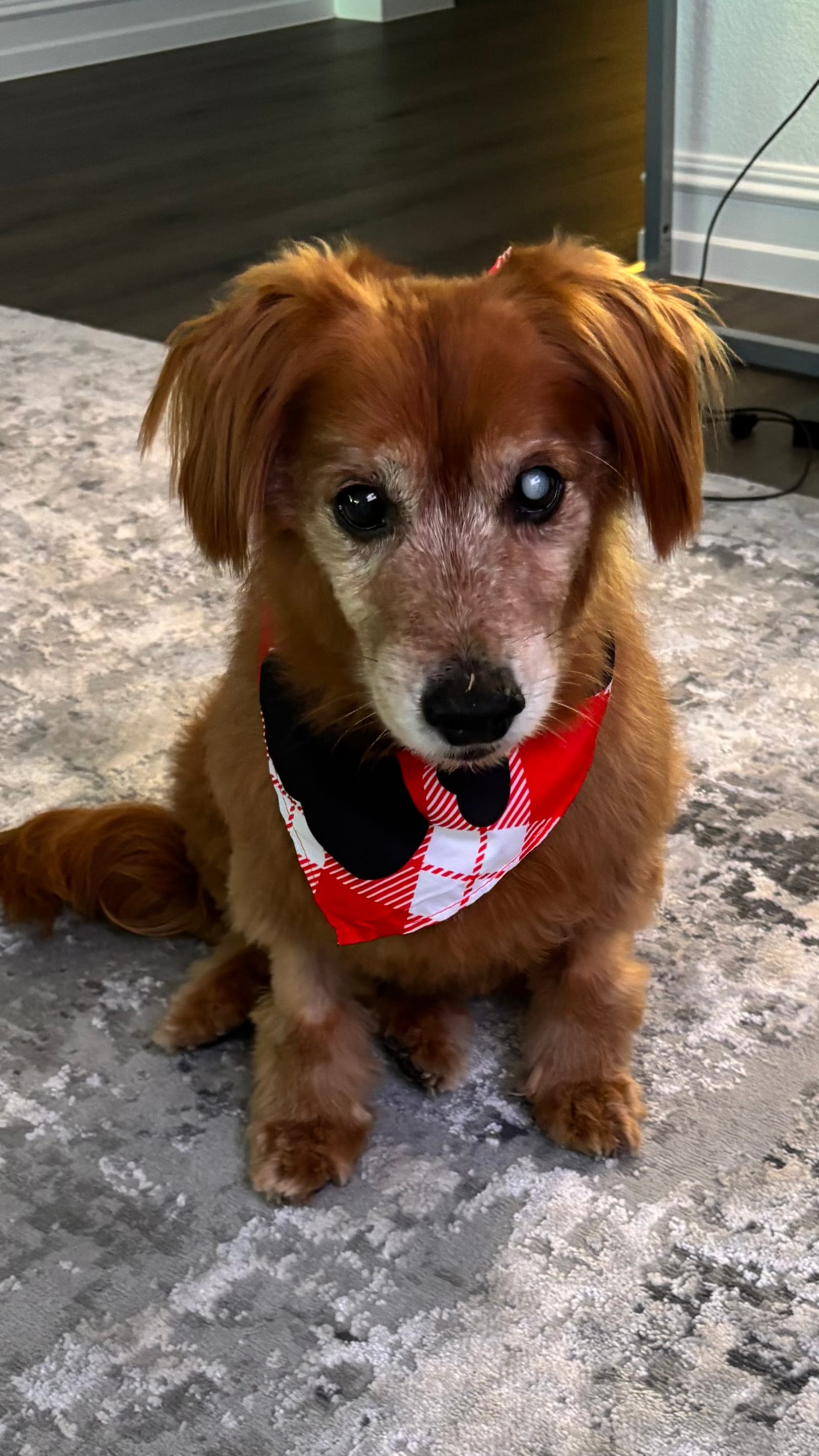 Petspiration Spotlight: Jesse