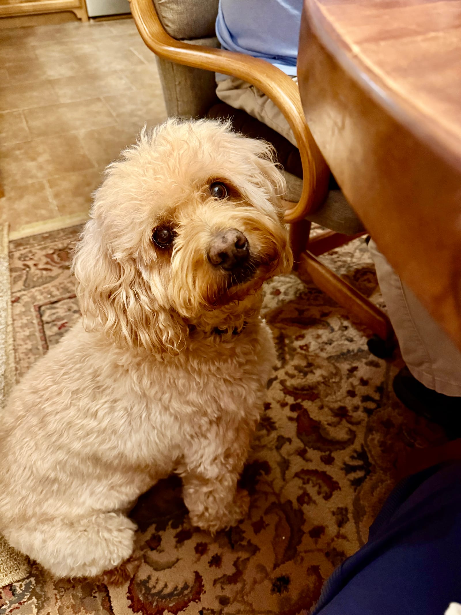 Petspiration Spotlight: Jessie