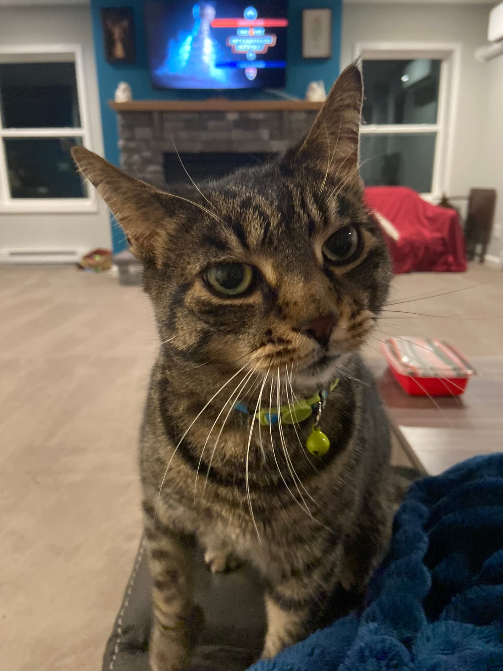 Petspiration Spotlight: Jedi Jingles