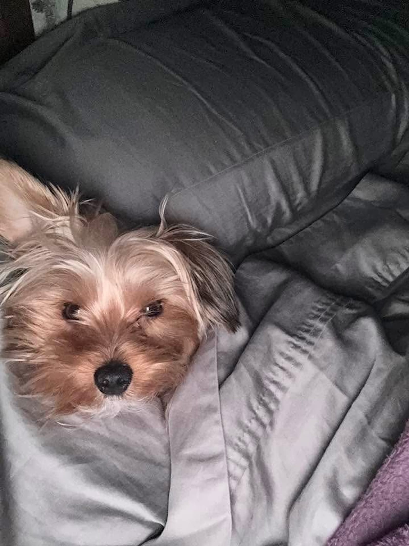 Petspiration Spotlight: Jingles