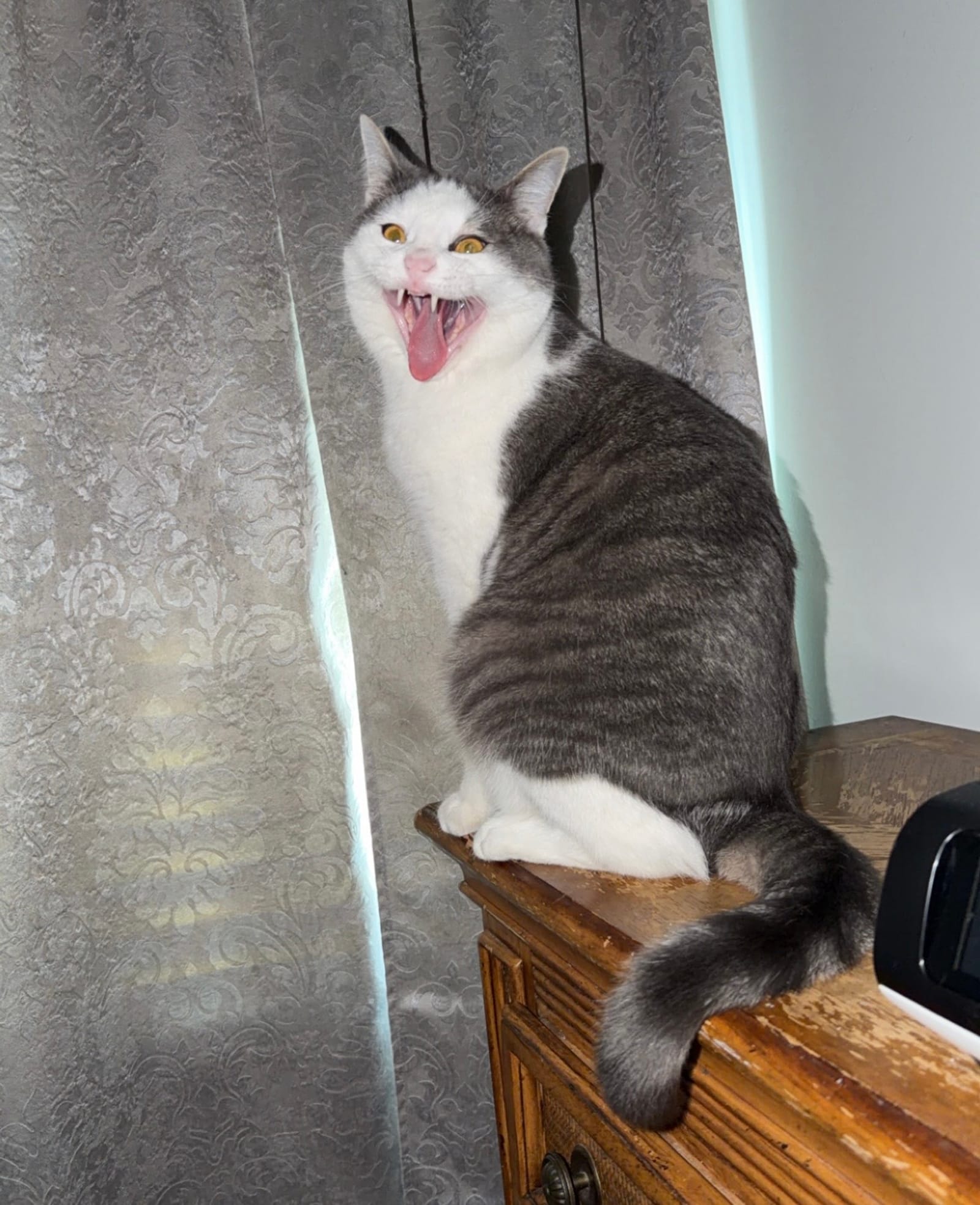 Petspiration Spotlight: Johnny Rico