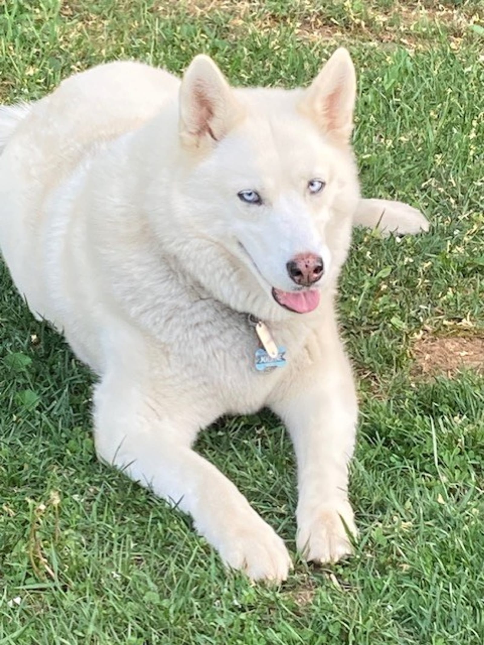 Petspiration Spotlight: Jolene