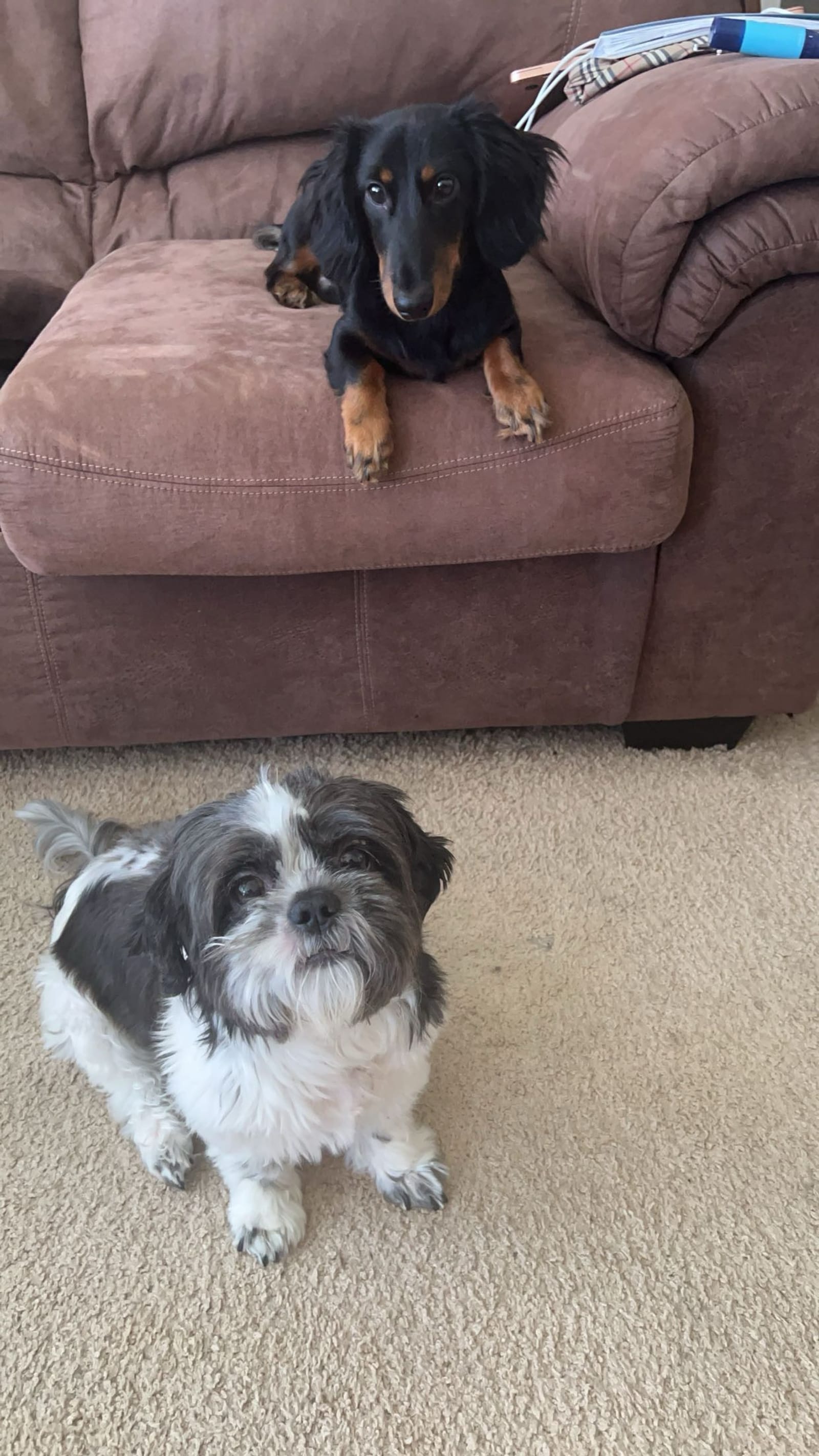 Petspiration Spotlight: Jonah & Rocky