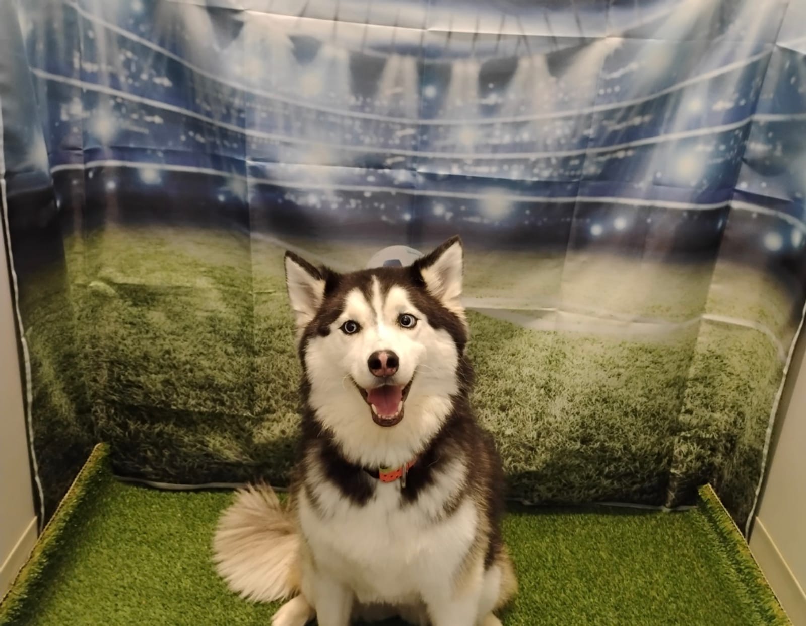 Petspiration Spotlight: Jordan