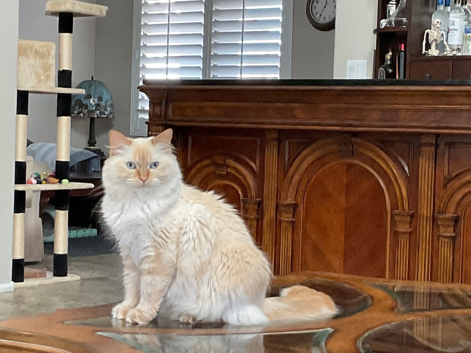 Petspiration Spotlight: Julius