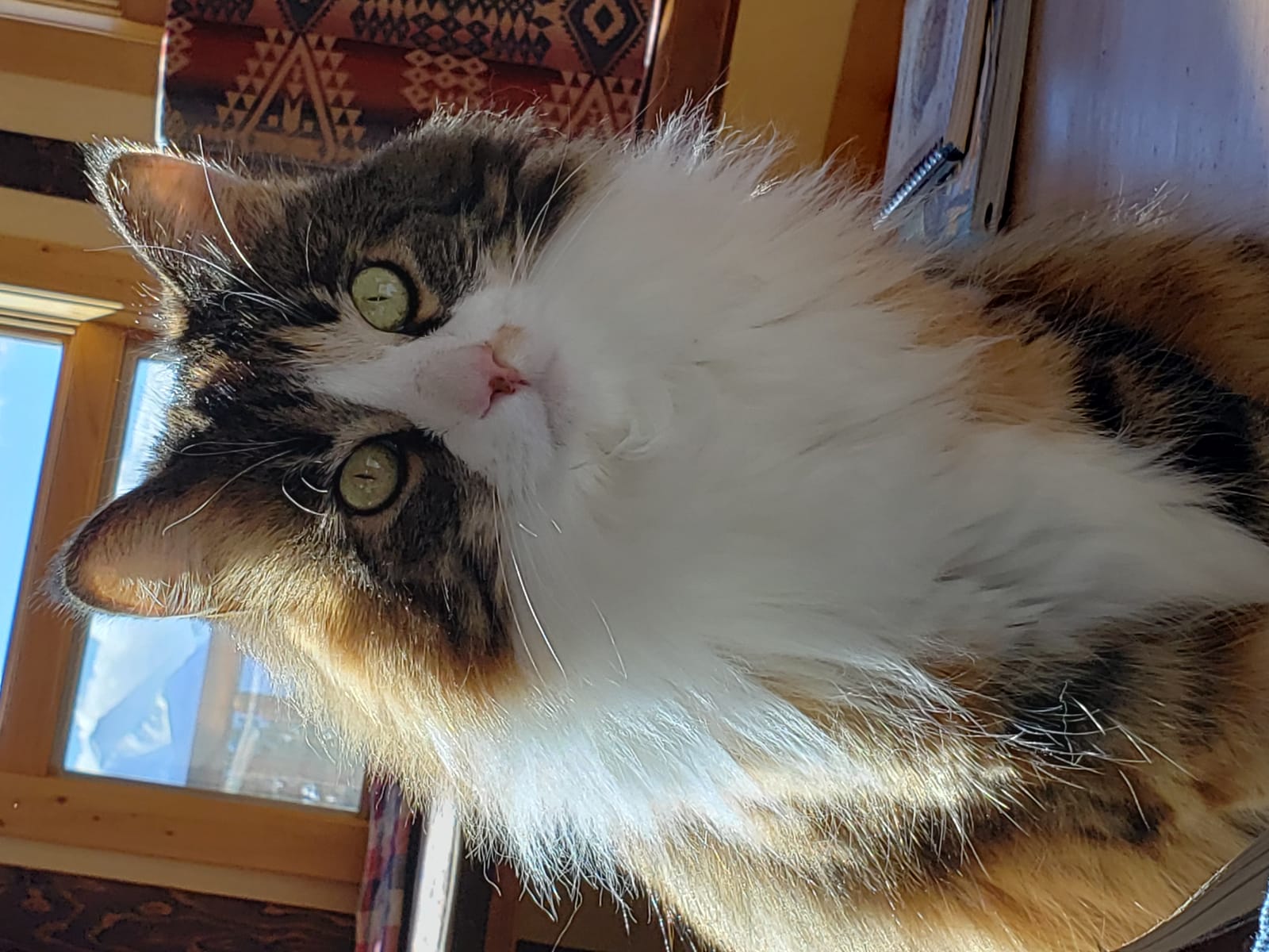 Petspiration Spotlight: Kaelyn