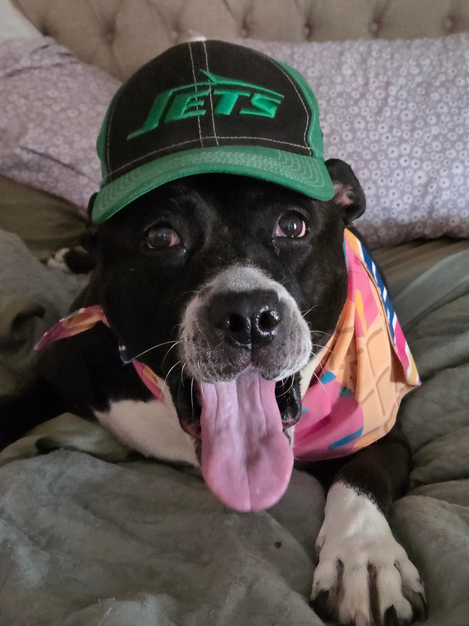 Petspiration Spotlight: kahlisee