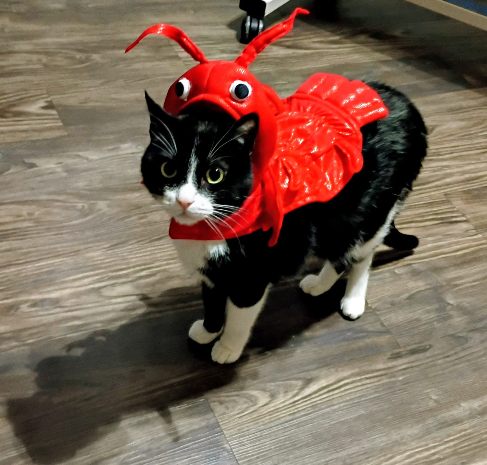 Petspiration Spotlight: Kalamazoo