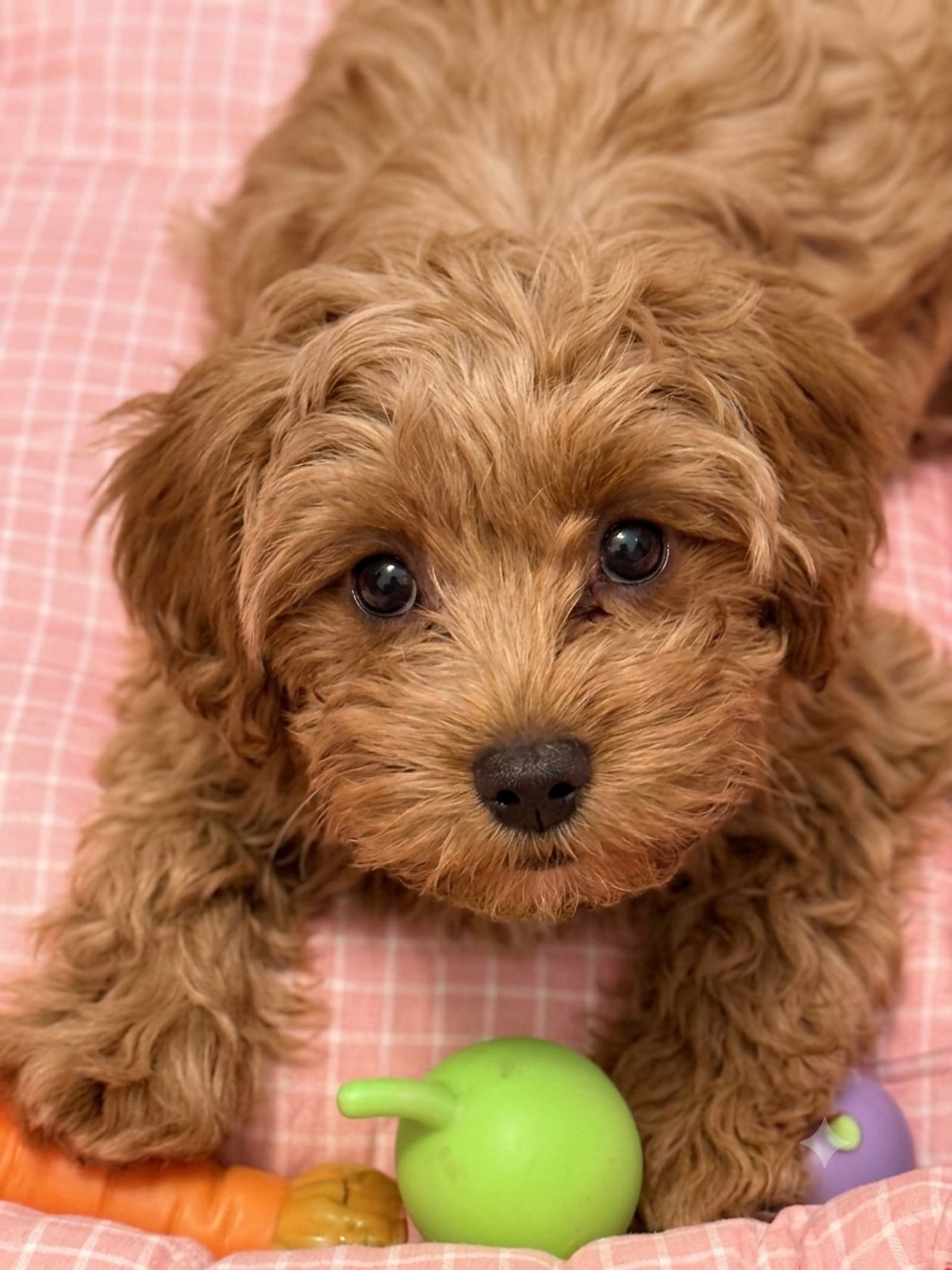 Petspiration Spotlight: Kasia