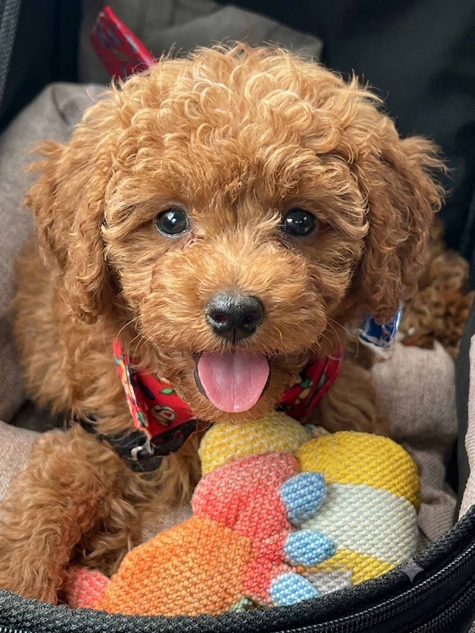 Petspiration Spotlight: Kasia