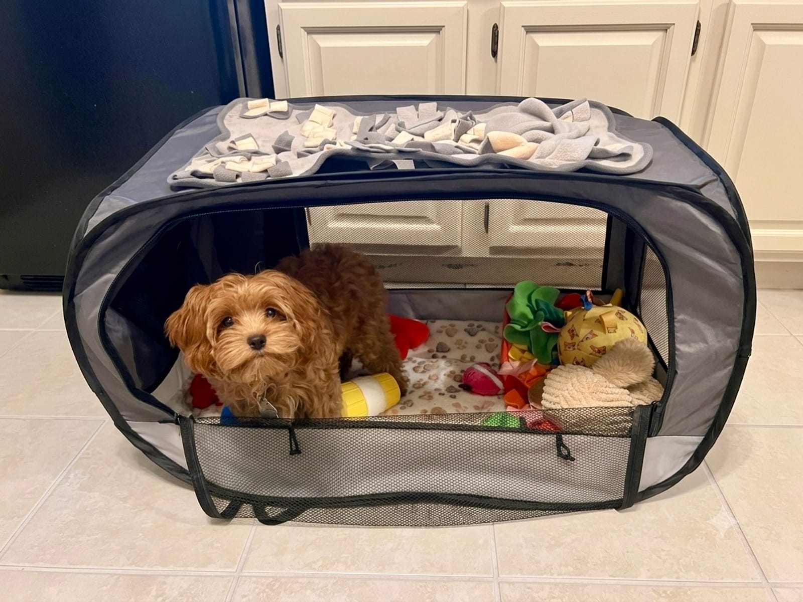 Petspiration Spotlight: Kasia