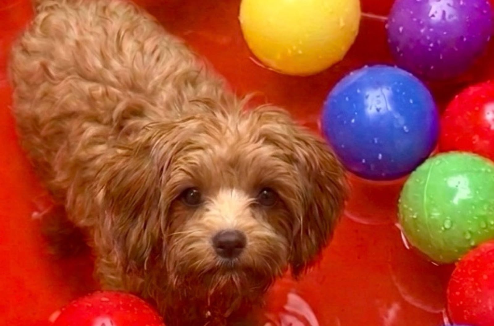 Petspiration Spotlight: Kasia