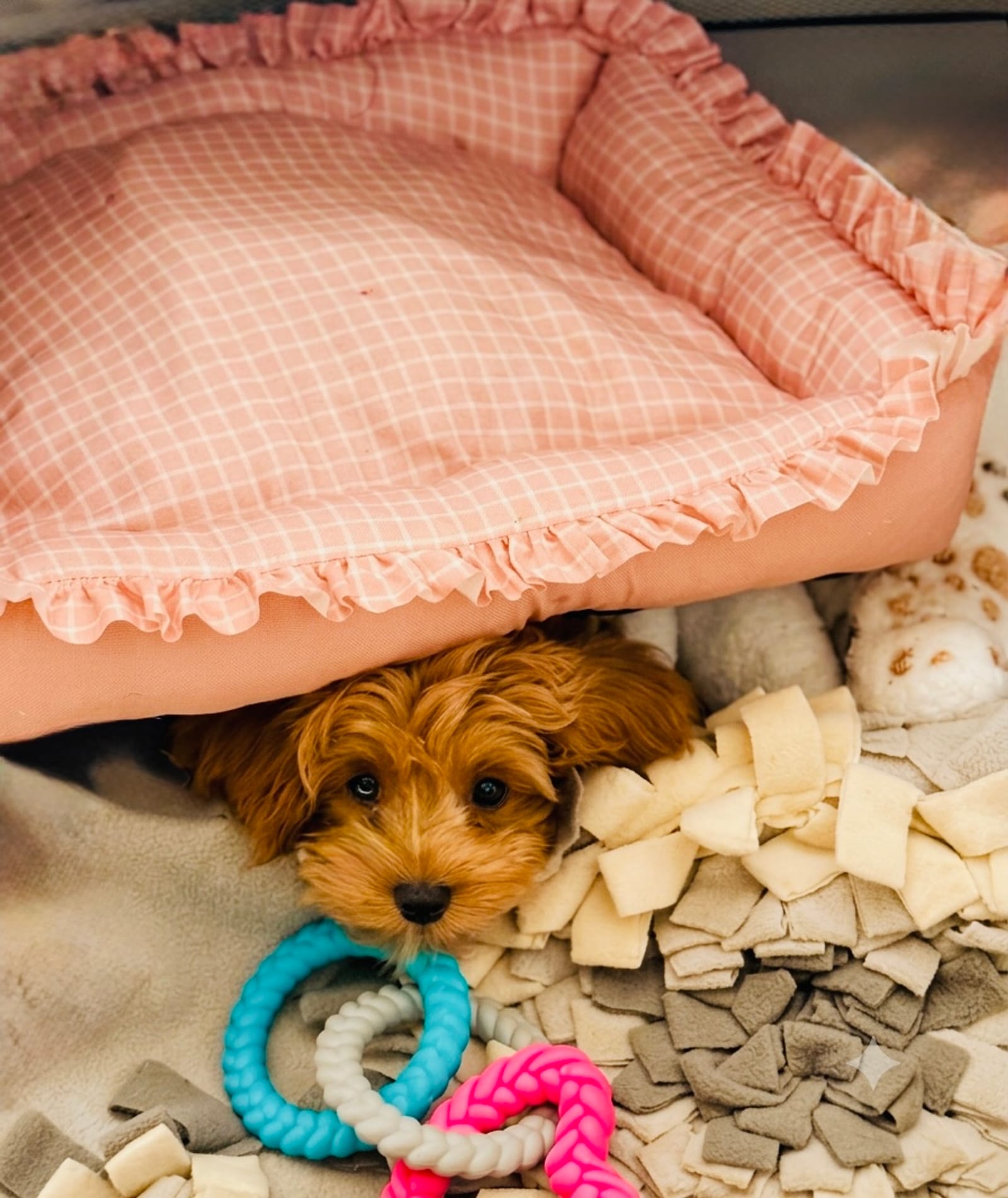 Petspiration Spotlight: Kasia