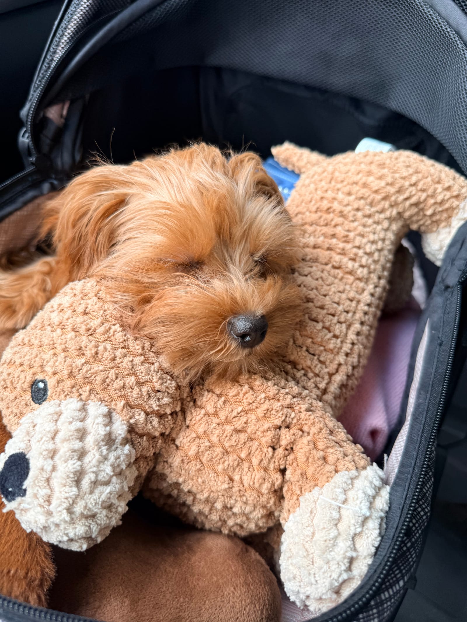 Petspiration Spotlight: Kasia