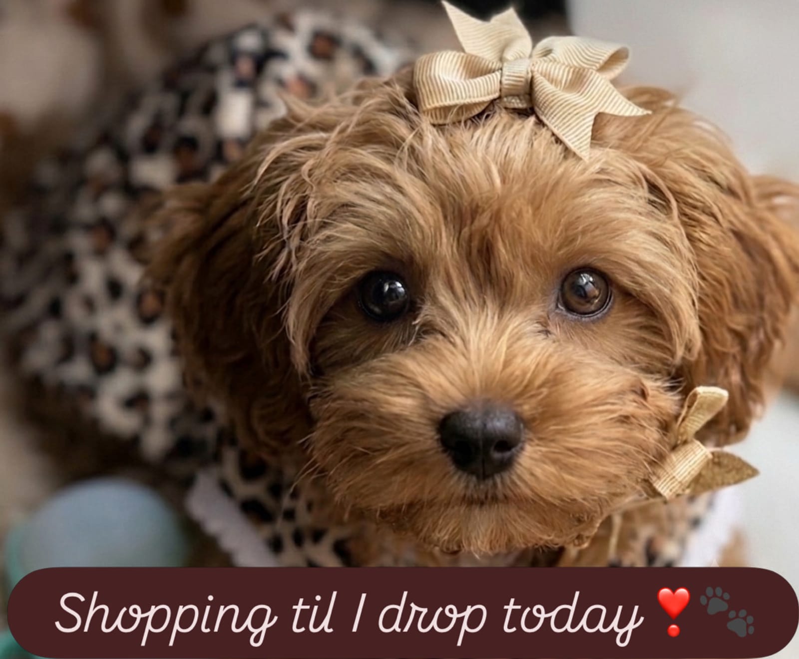Petspiration Spotlight: Kasia