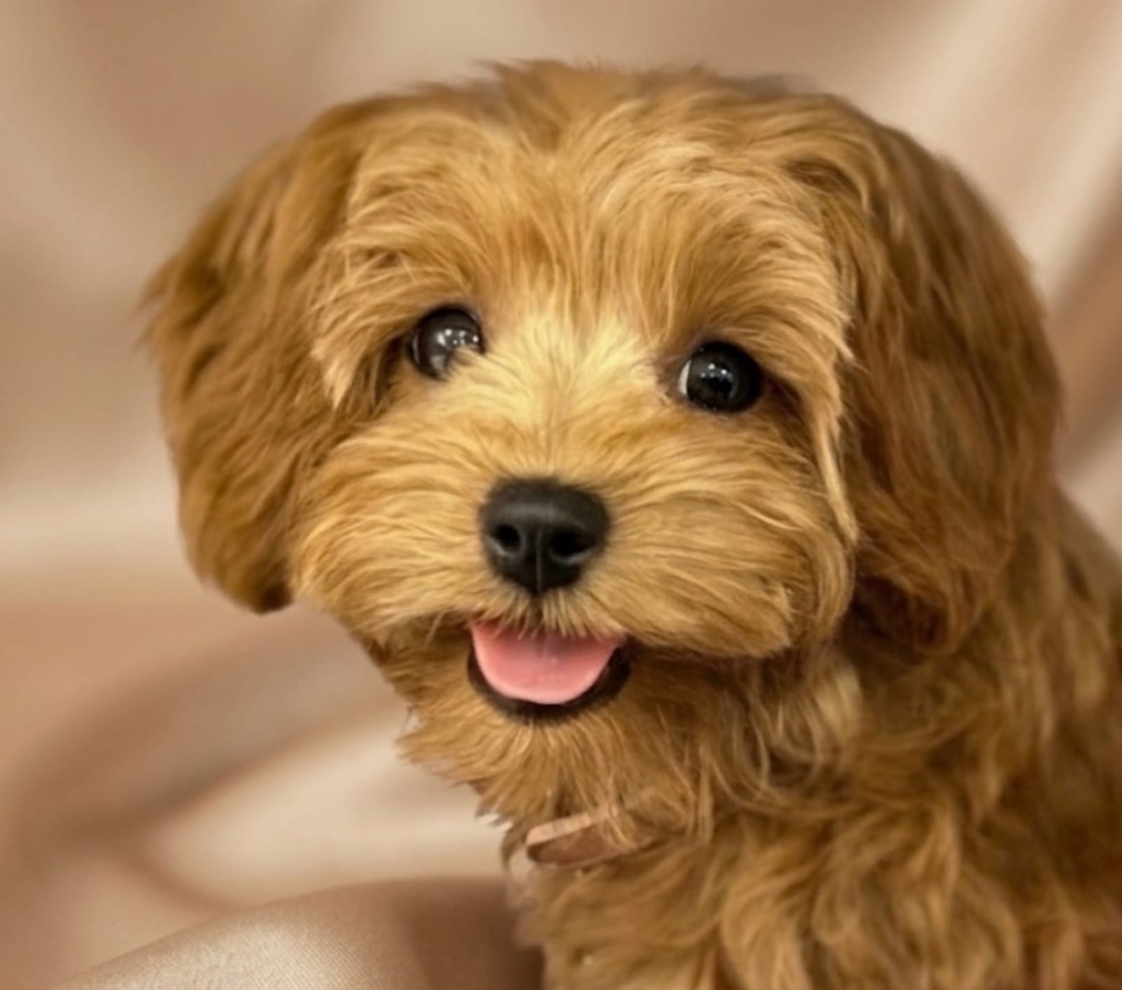 Petspiration Spotlight: Kasia