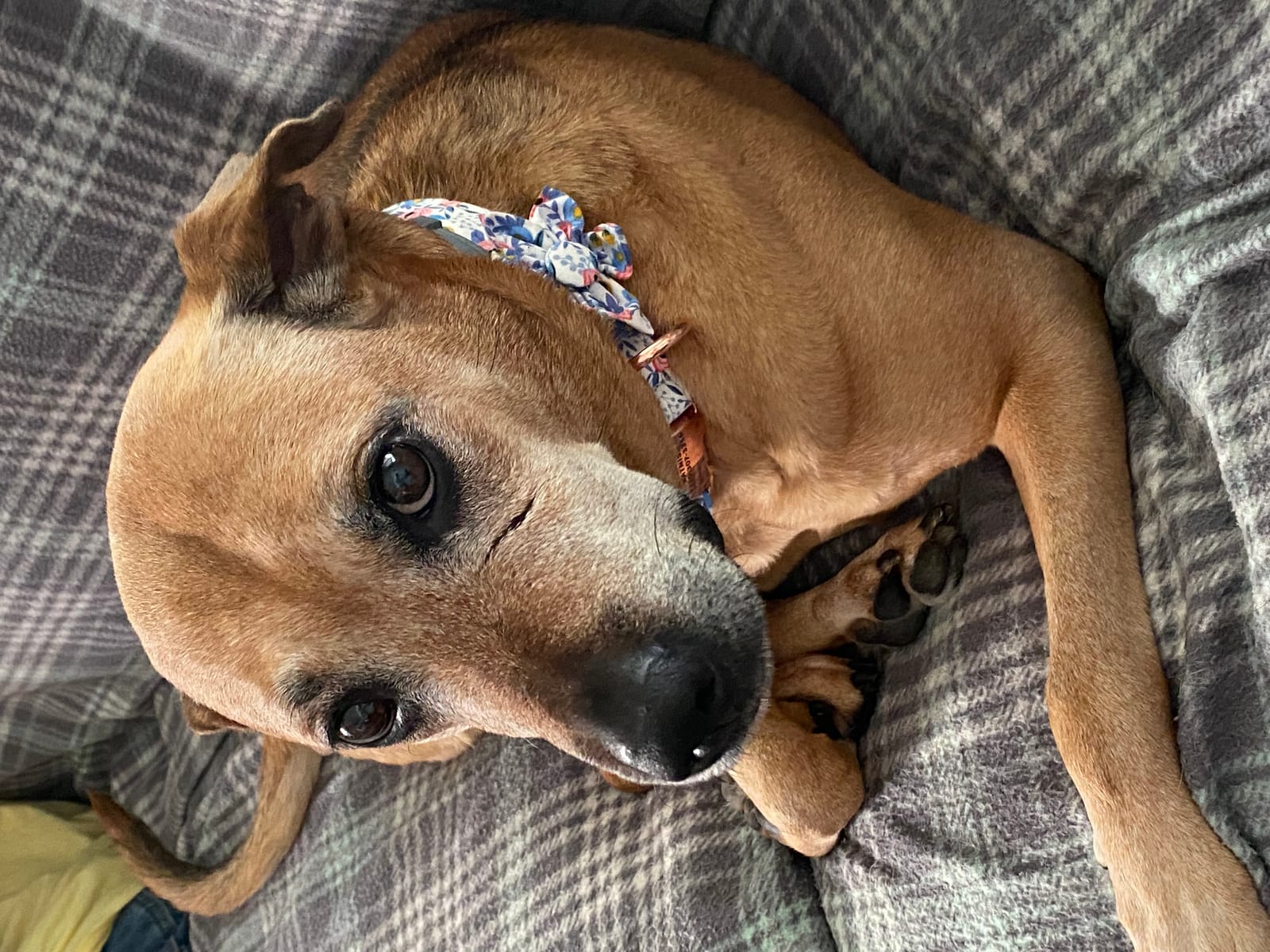 Petspiration Spotlight: Katniss