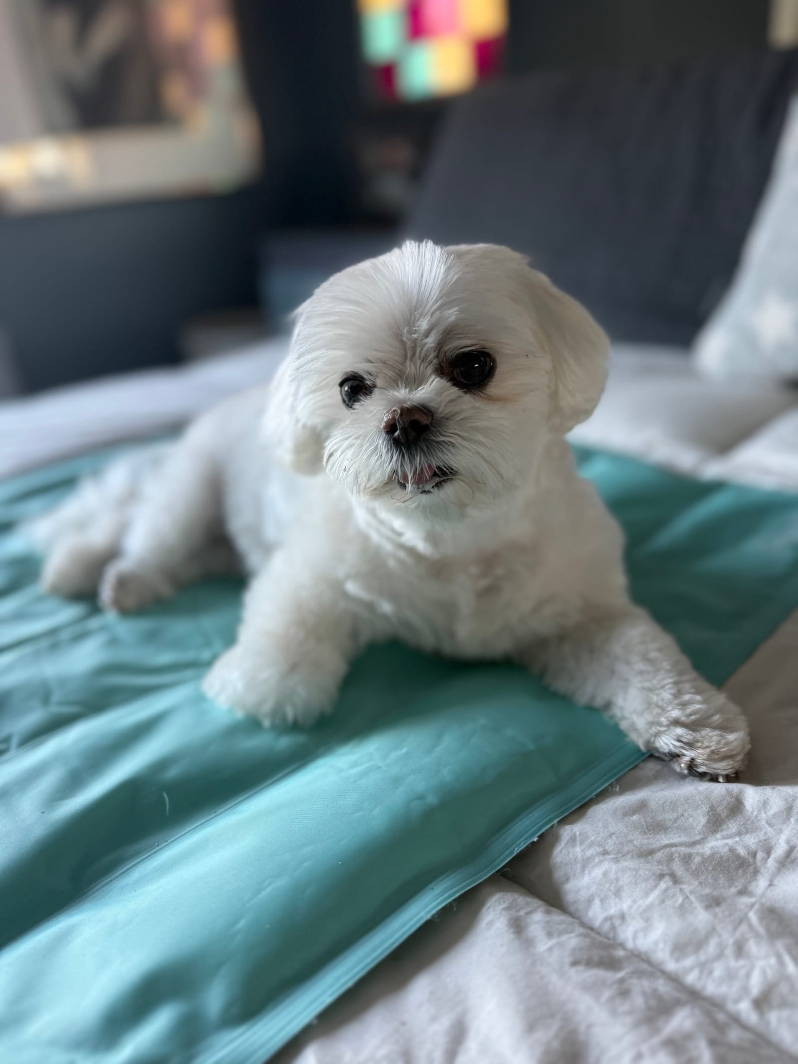 Petspiration Spotlight: Kayleigh