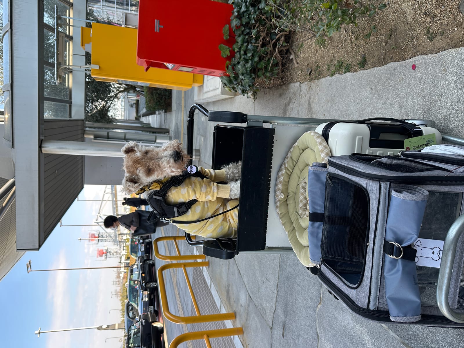 Petspiration Spotlight: Kenny