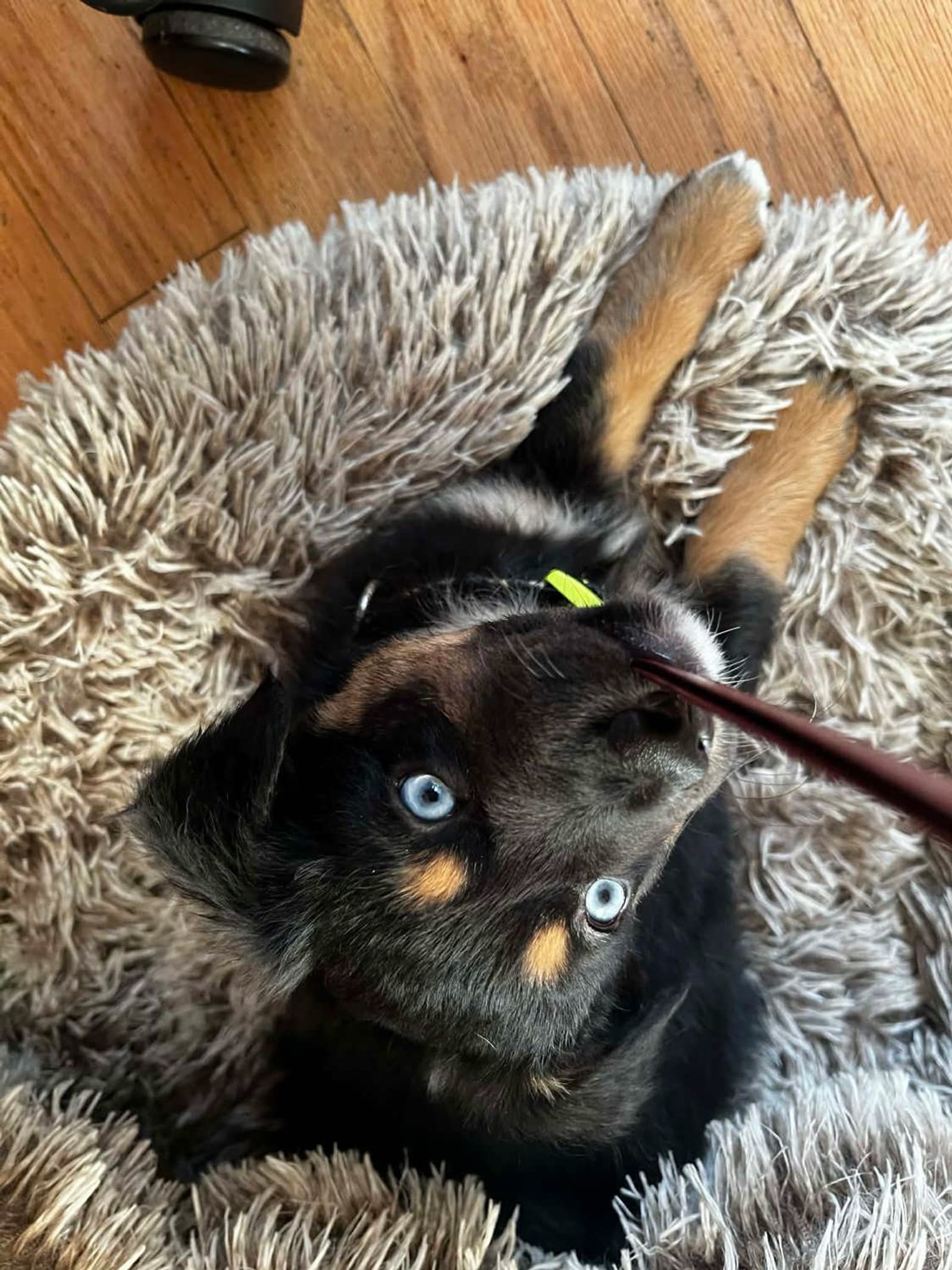 Petspiration Spotlight: Kesha Skye