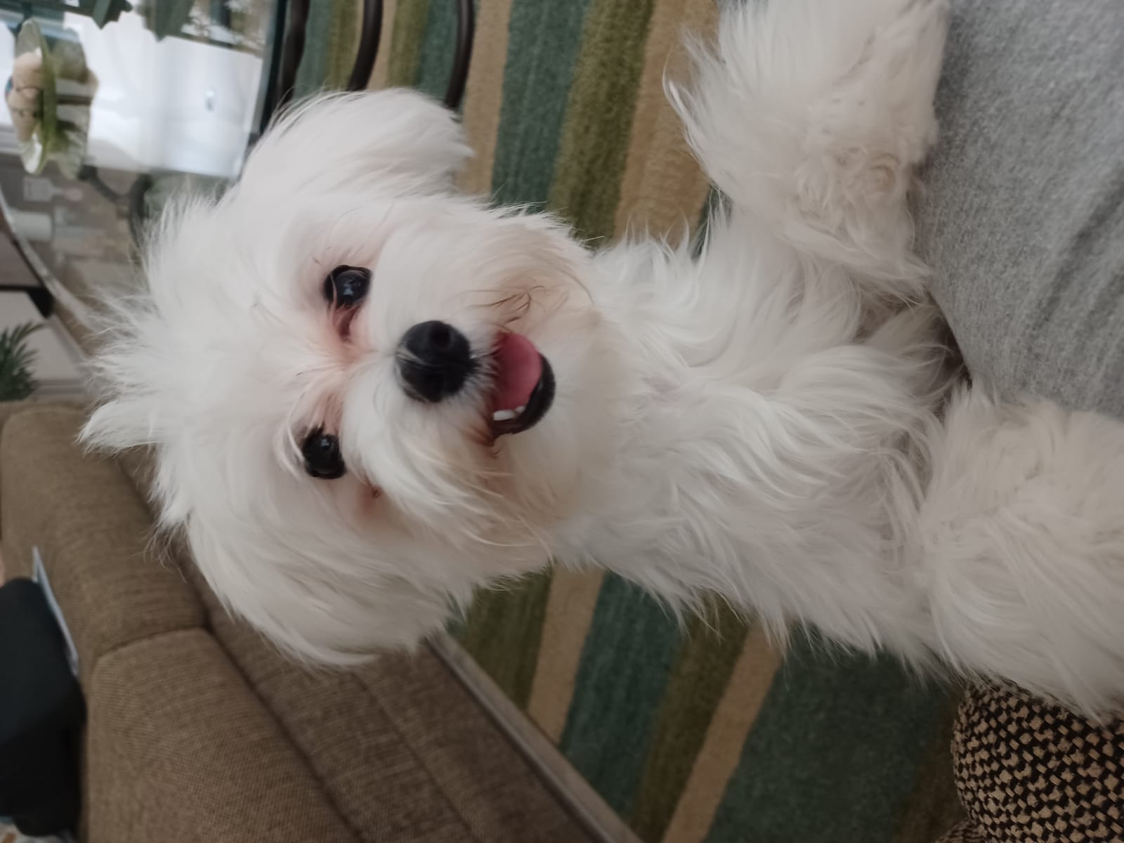 Petspiration Spotlight: Kimi