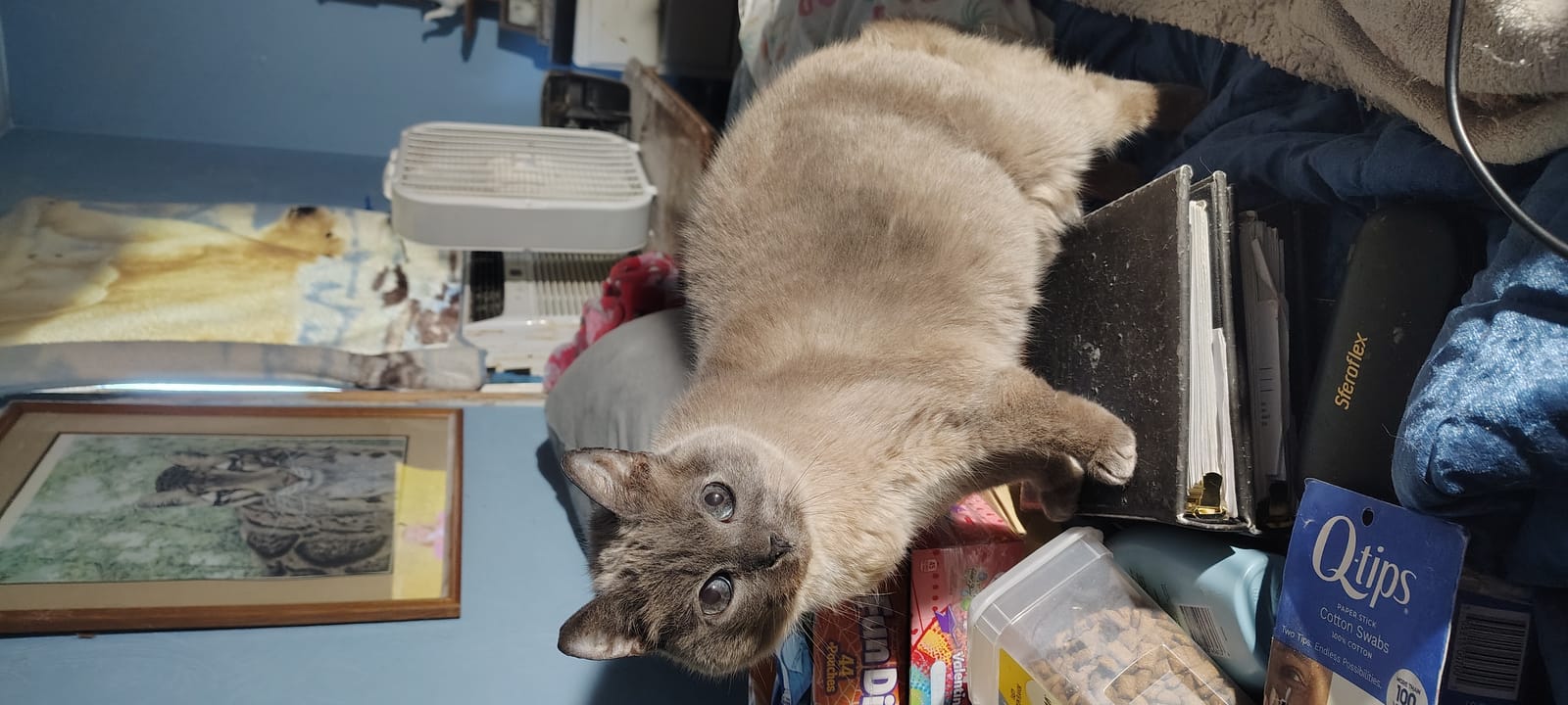 Petspiration Spotlight: Kirby