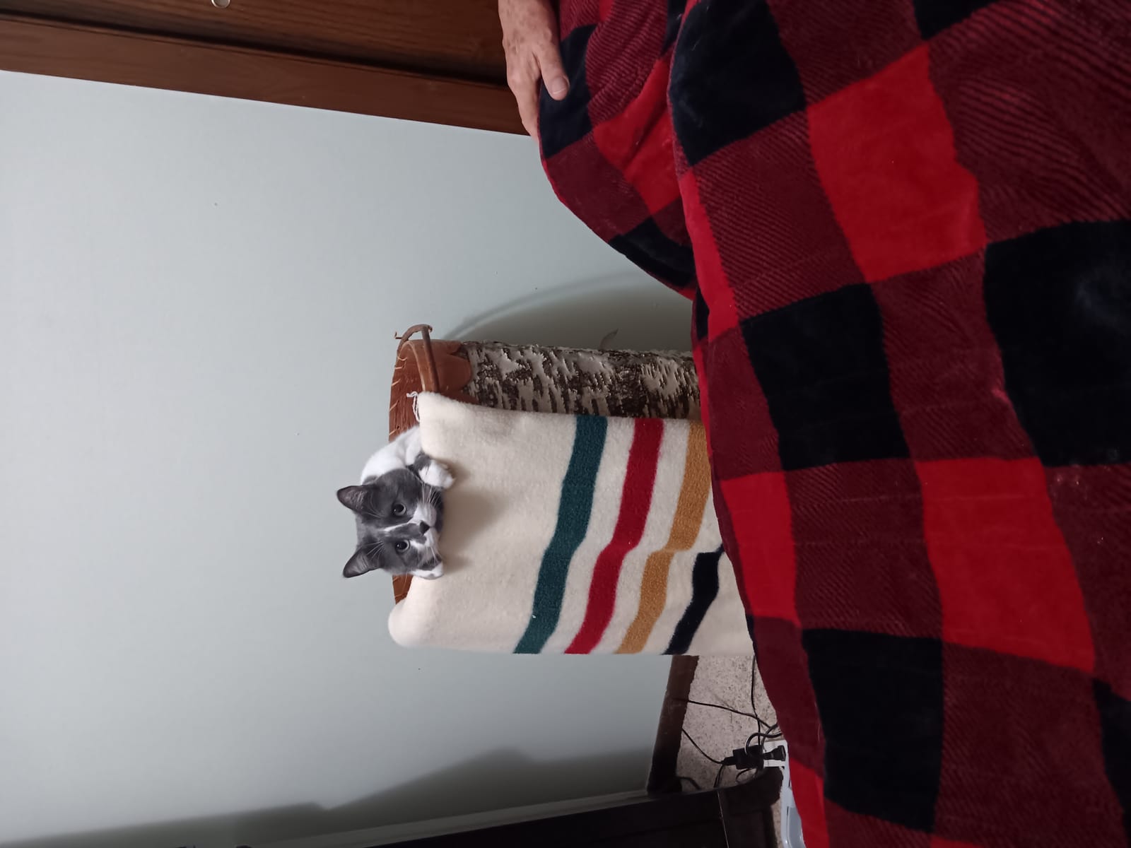 Petspiration Spotlight: Baby Kitty