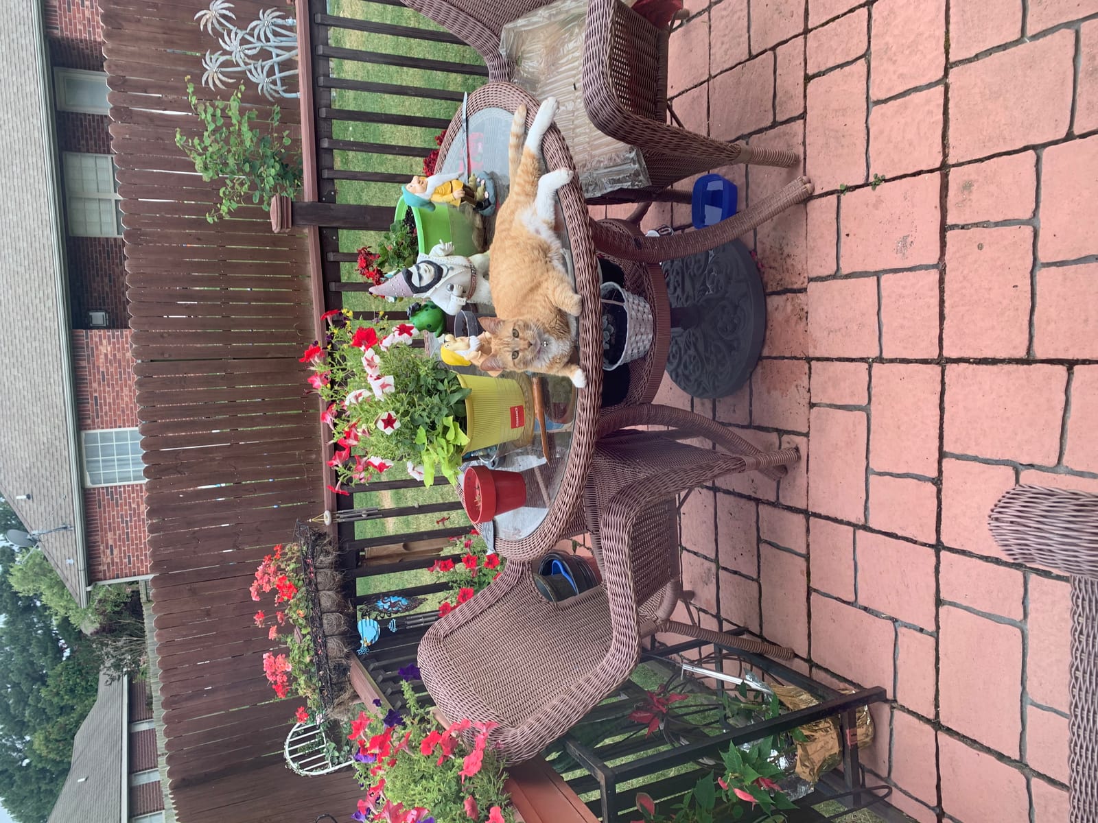 Petspiration Spotlight: Ms. Kitty (Gunsmokes, Ms.Kitty)