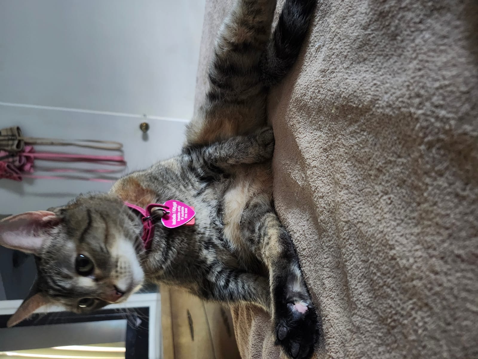 Petspiration Spotlight: Kittygirl