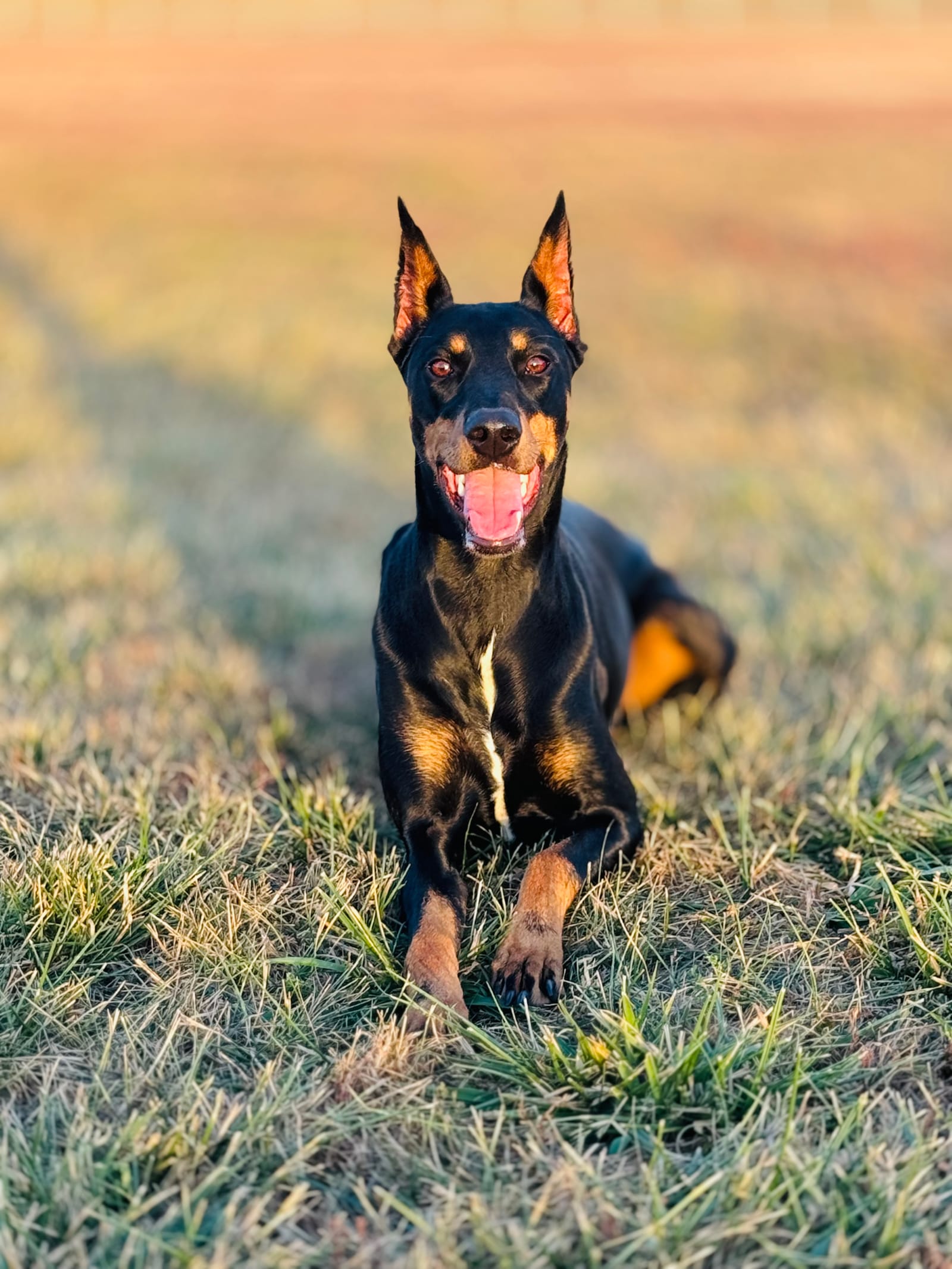 Petspiration Spotlight: klohe